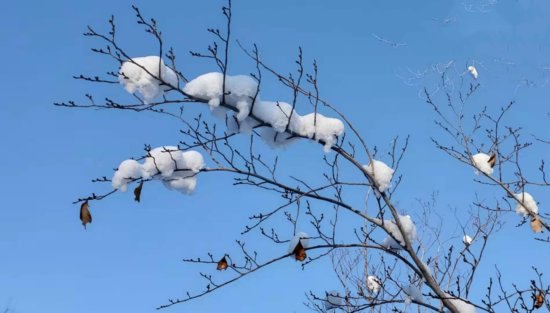 首发枝头雪挂似樱花