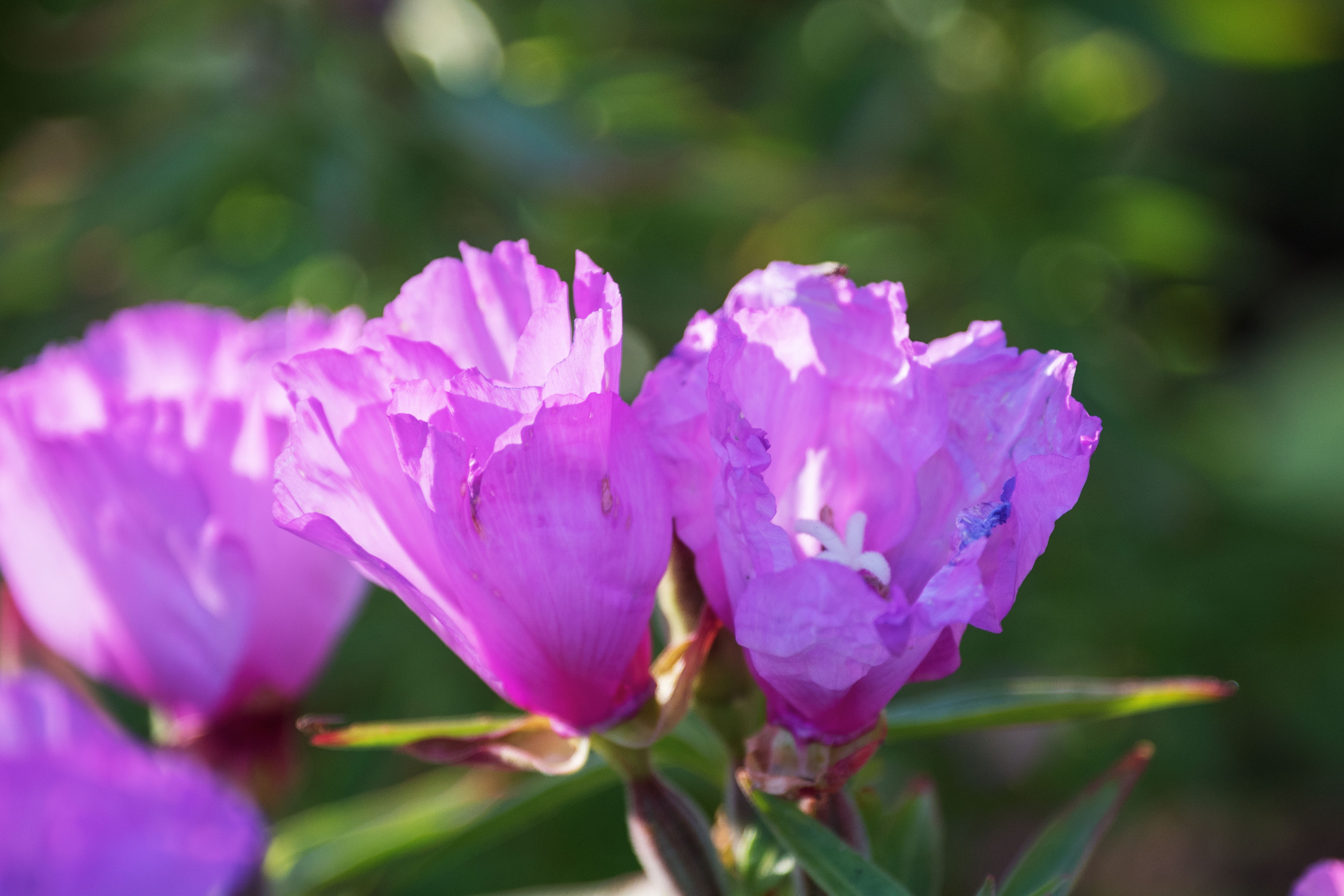 (首发)古代稀花