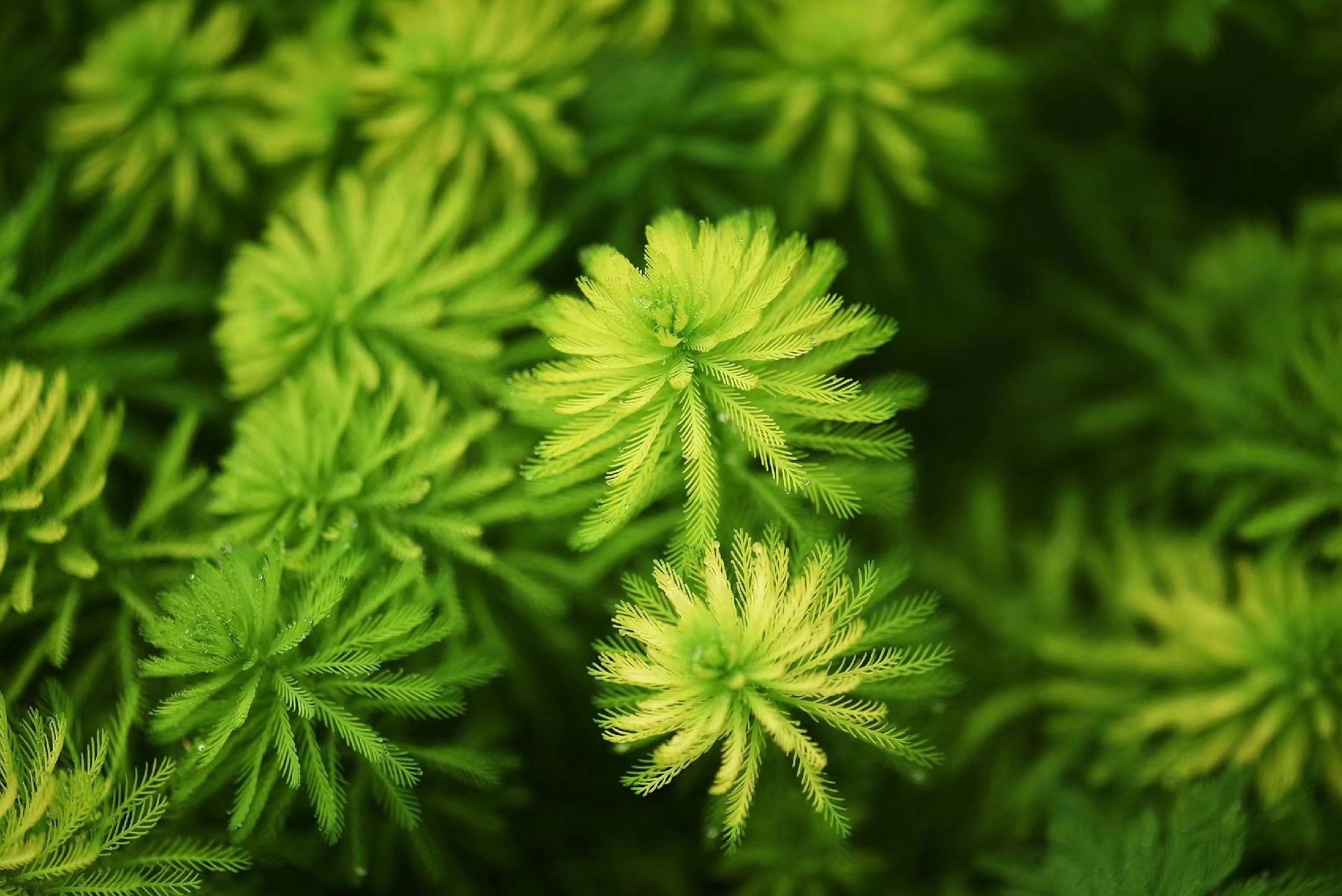 首发粉绿狐尾藻