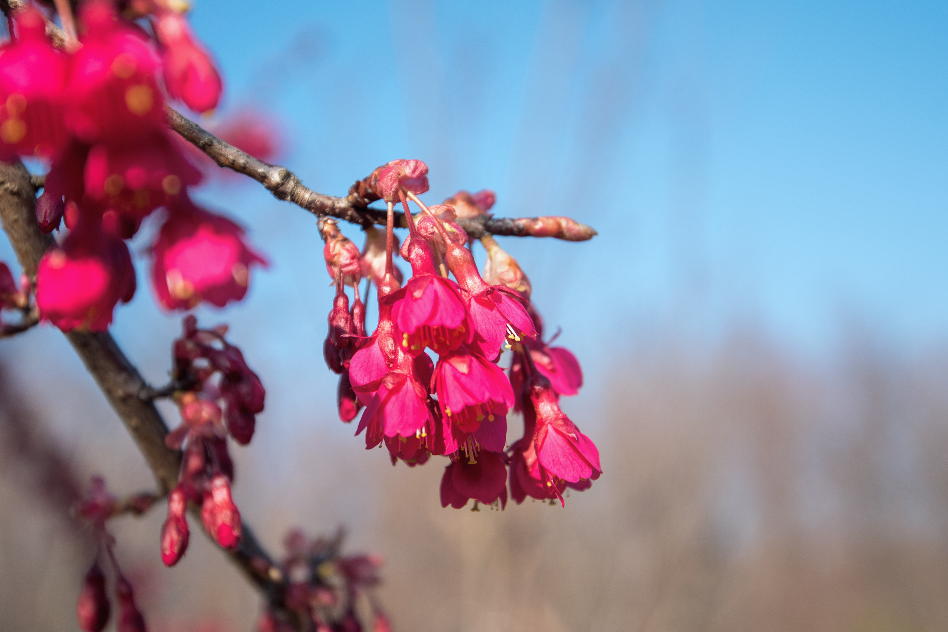 "樱花红陌上,杨柳绿池边;燕子声声里,相思又一年".