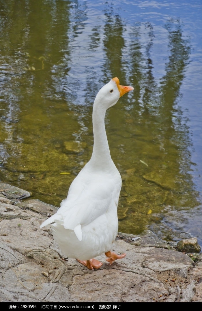 雄诗豪歌同题咏鹅