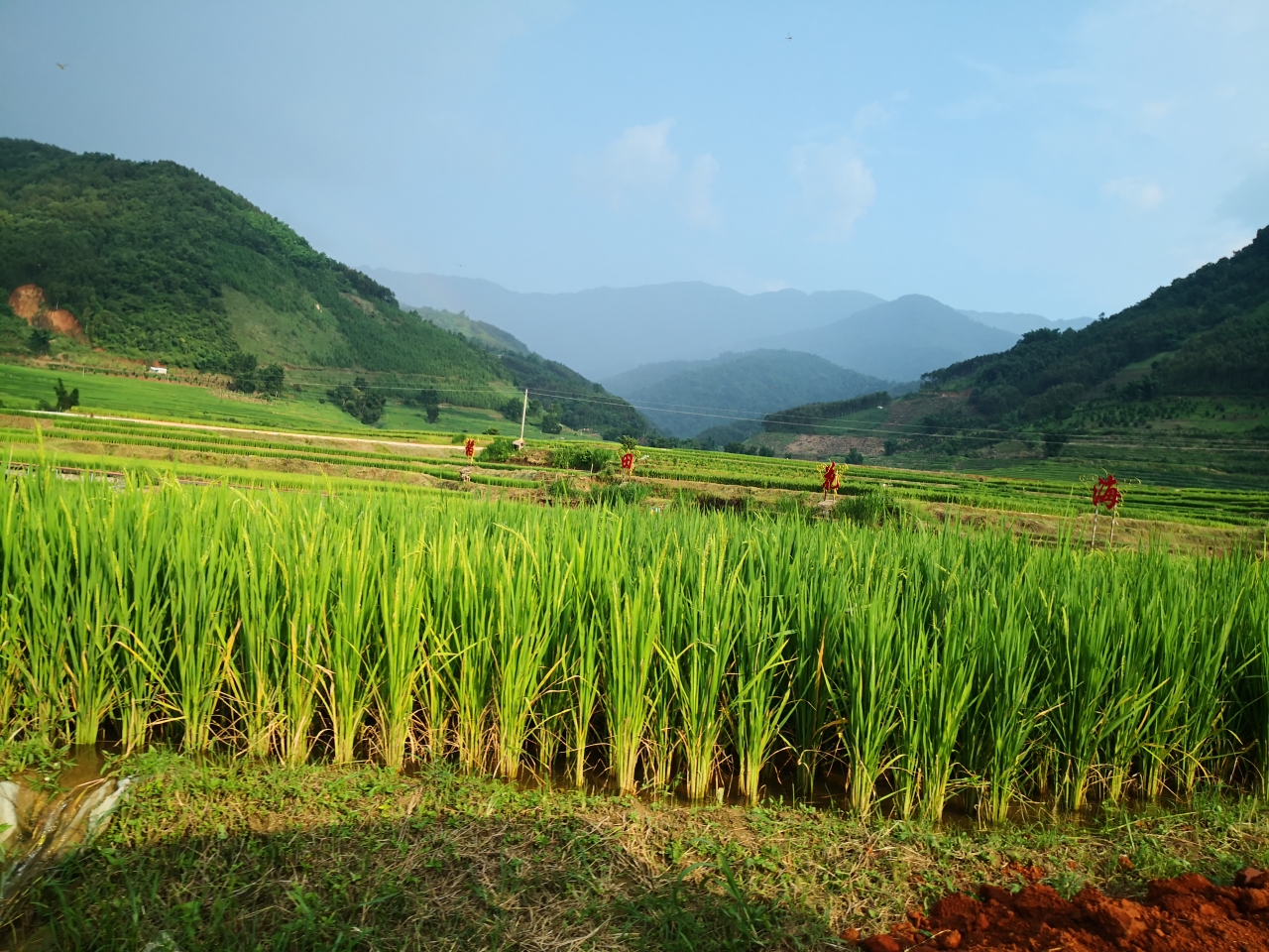 在遮放这片神奇的土地上,我看到了幸福的味道,读懂了生活美好的模样.