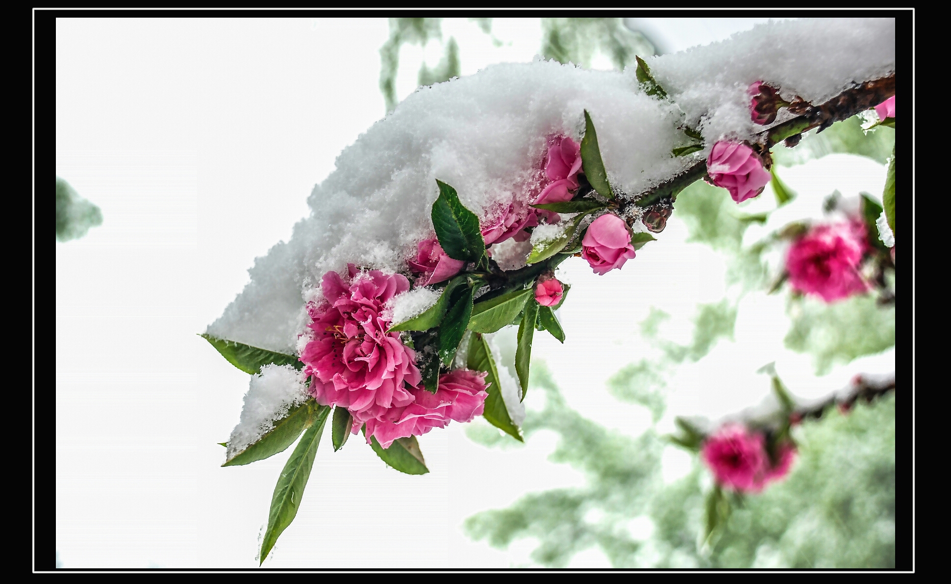 傲雪俏争春__梅花