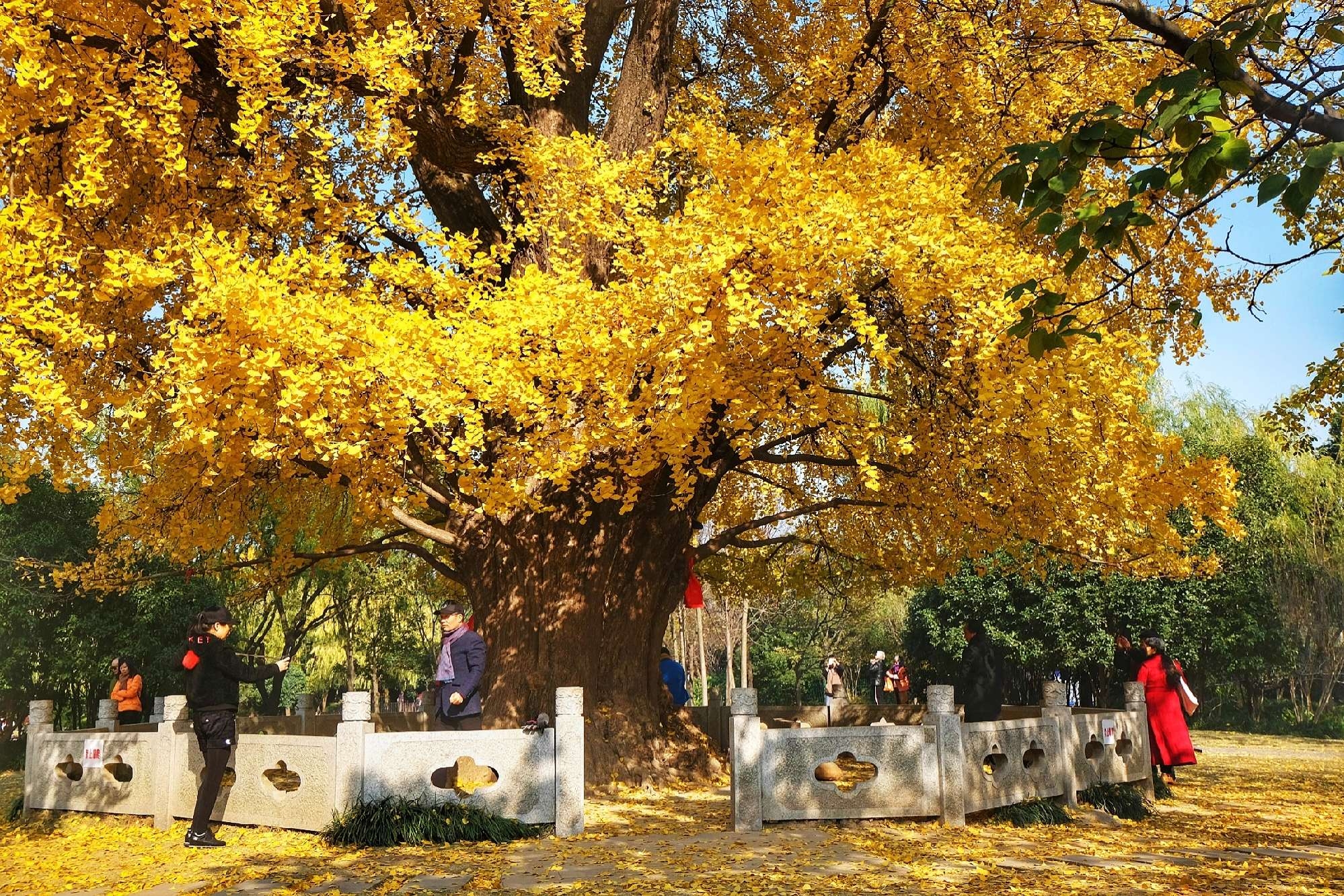 古银杏树公园图片