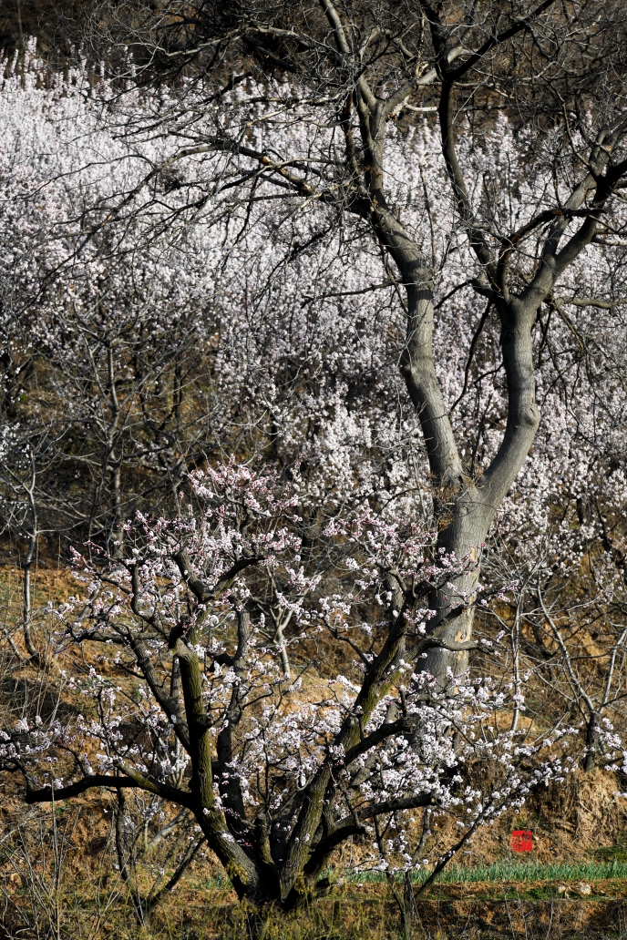 岭那个高哟          山沟沟那个长          遍野的白花花开的那叫旺