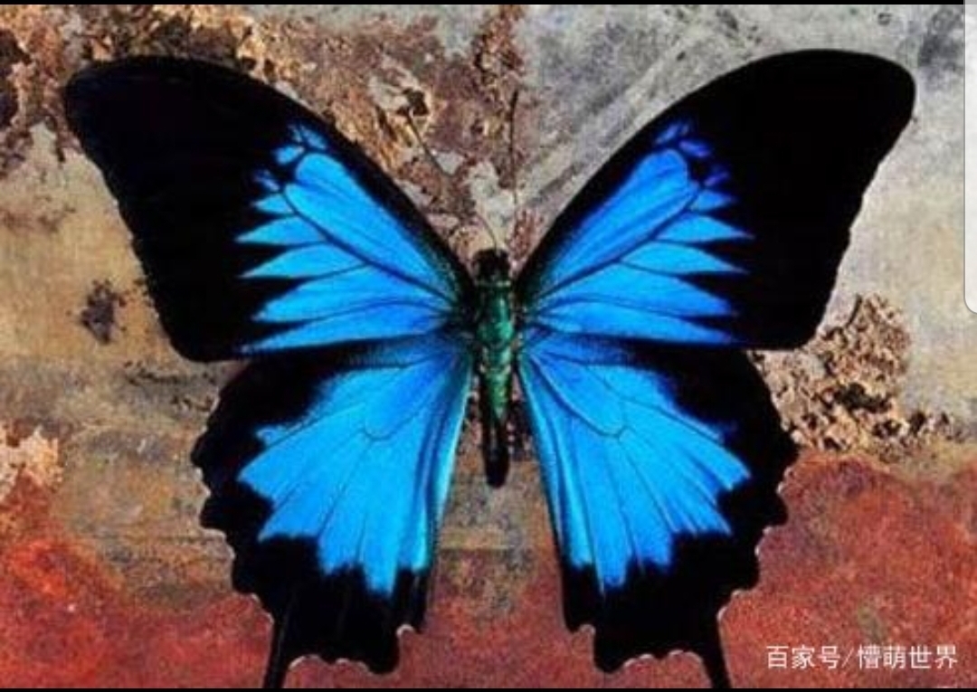 美丽的蝴蝶