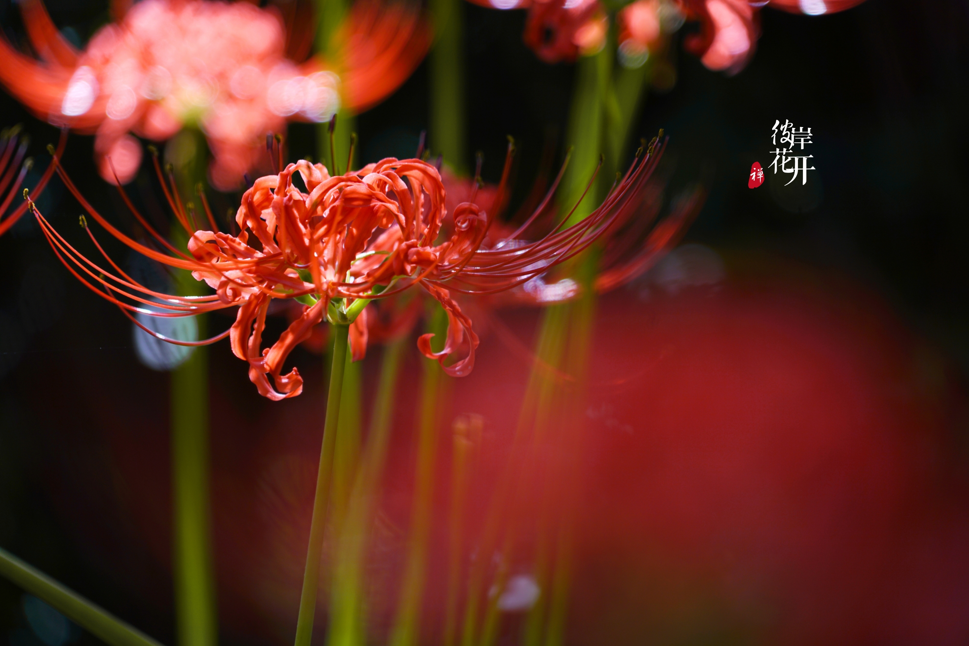 红尘有爱彼岸花开