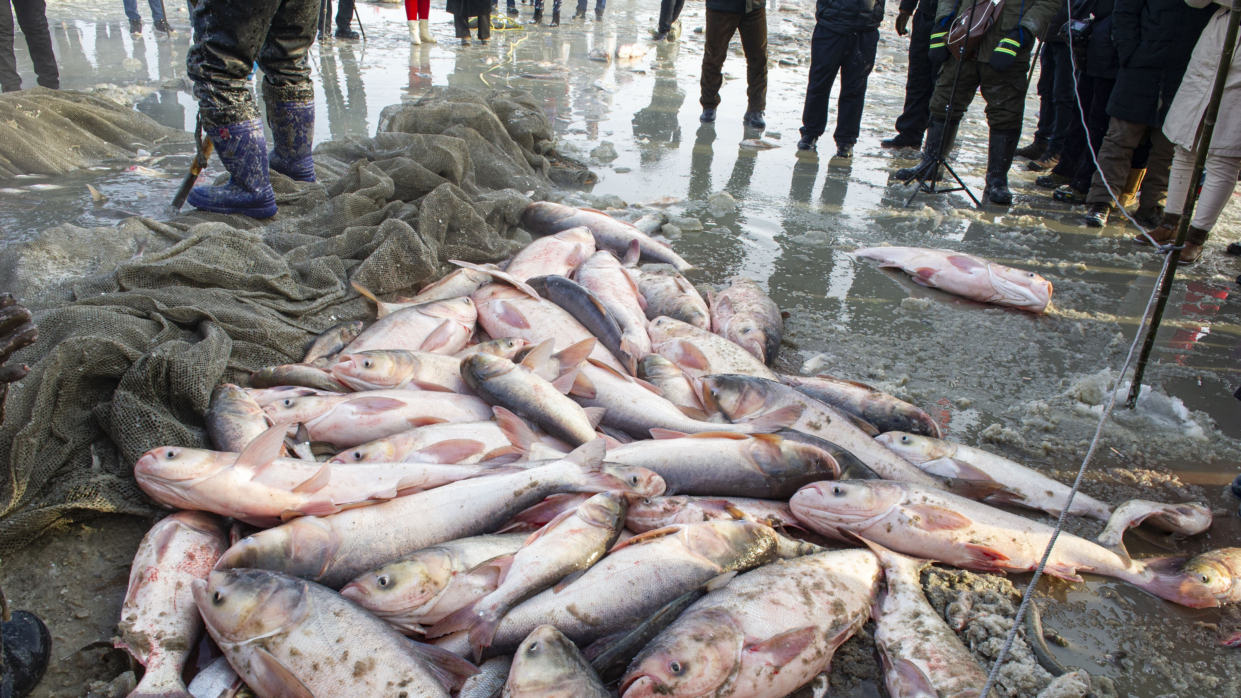 在南方有人问我你们东北捕鱼厉害舌尖上的中国传遍海内外所以看查干湖