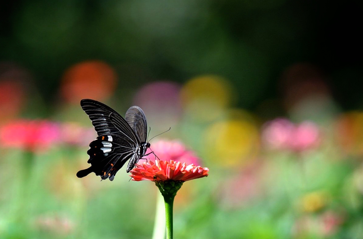 捕捉夏日的蝶花情缘