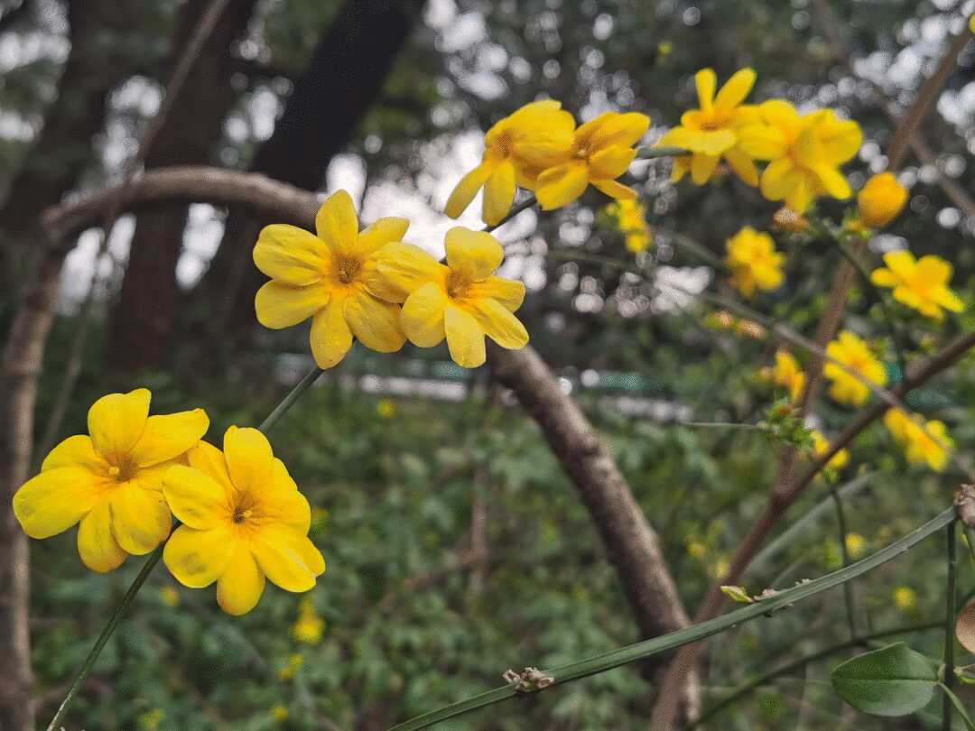 西窗剪燭詩詞合集第十一集迎春花詠贊專輯原創首發