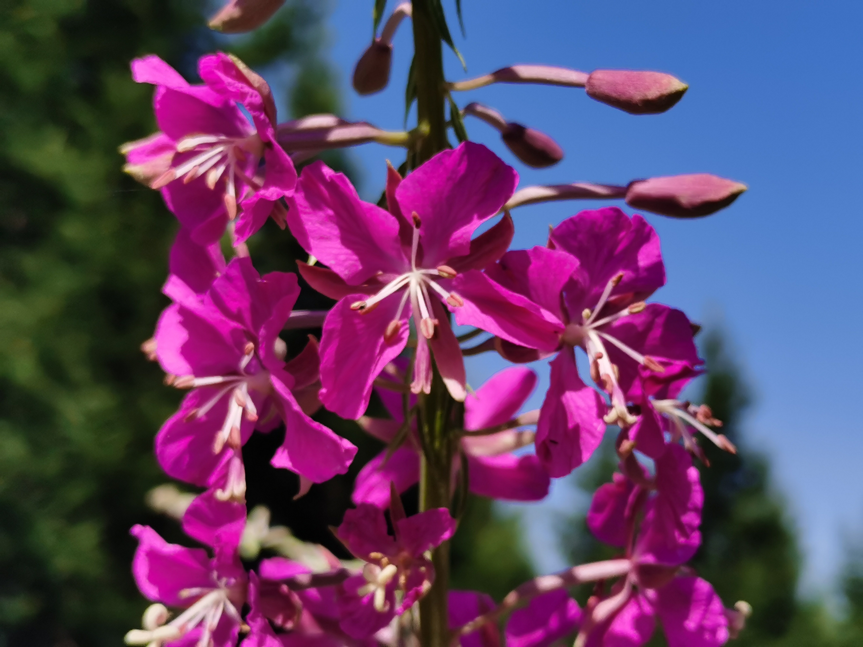 原创首发偶遇柳兰宁静向暖