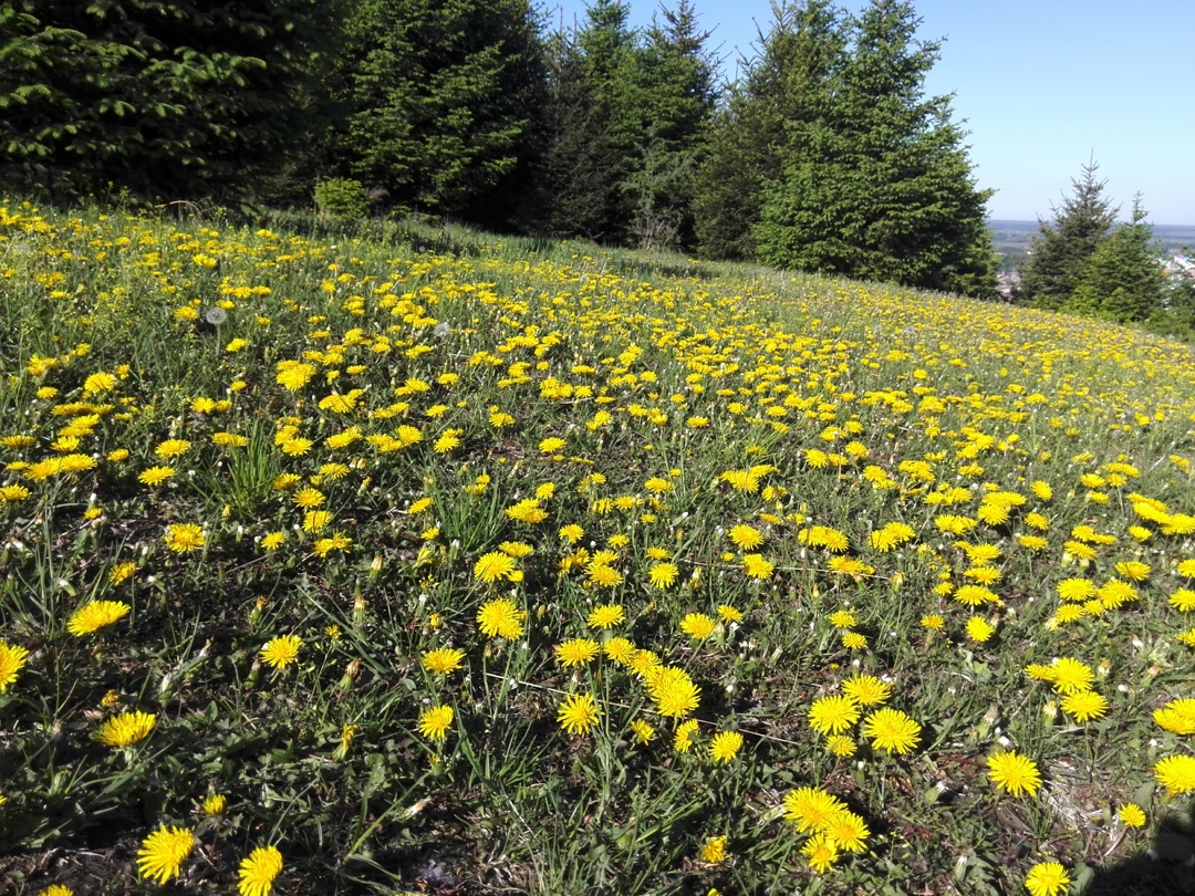 蒲公英一一中药拾翠之一
