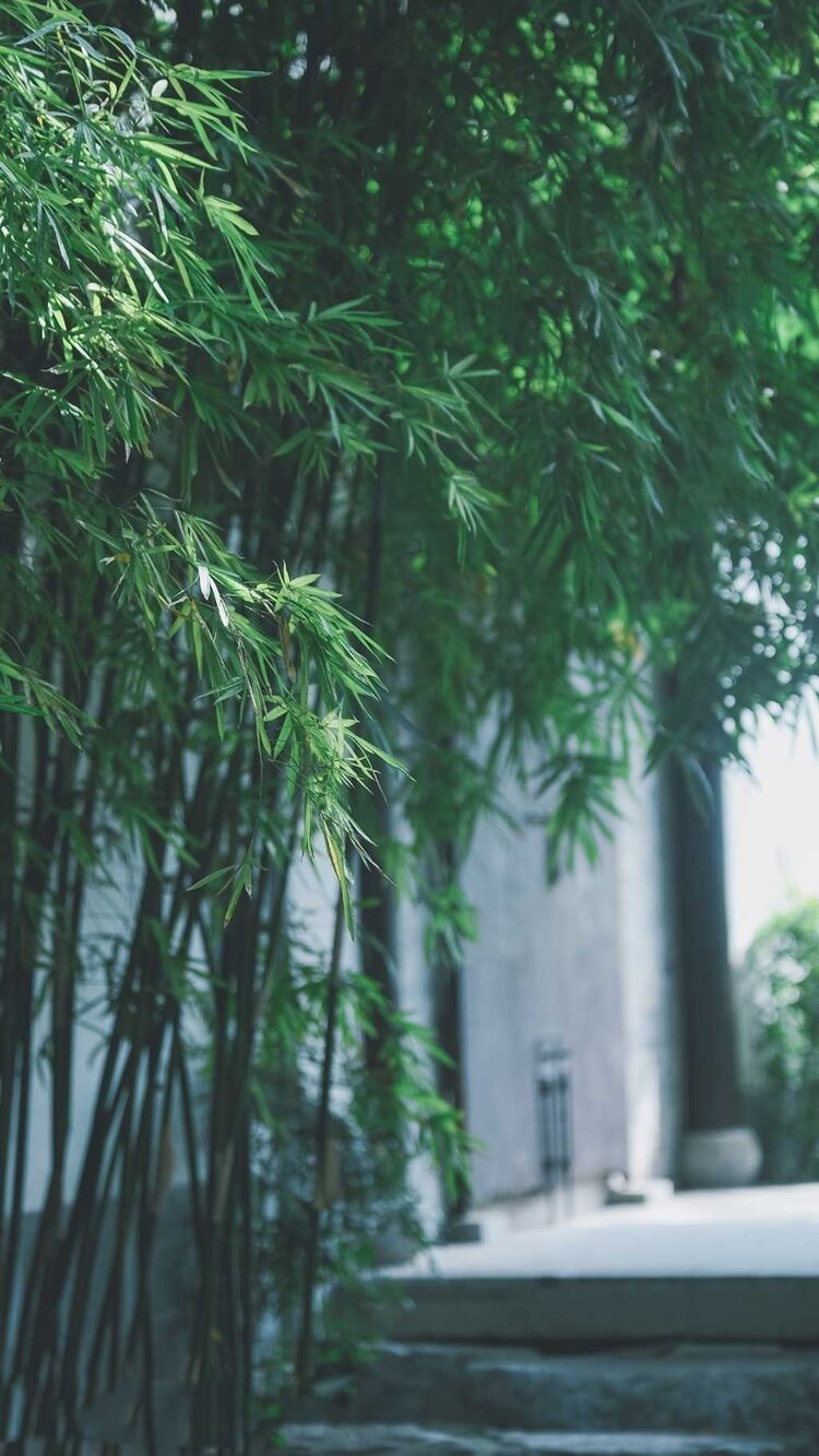 题咏冬竹诗词原创:"西窗剪烛"众诗友配文音乐:《倚竹听风》图片来源