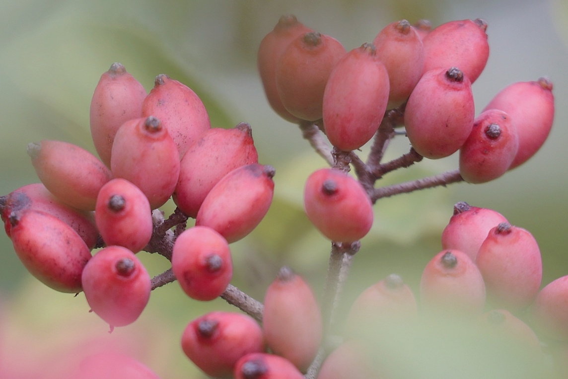 琼花丹果闹枝头