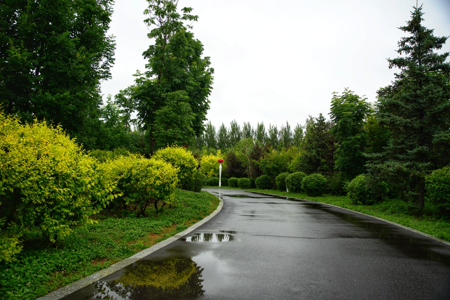 雨后建三江植物园