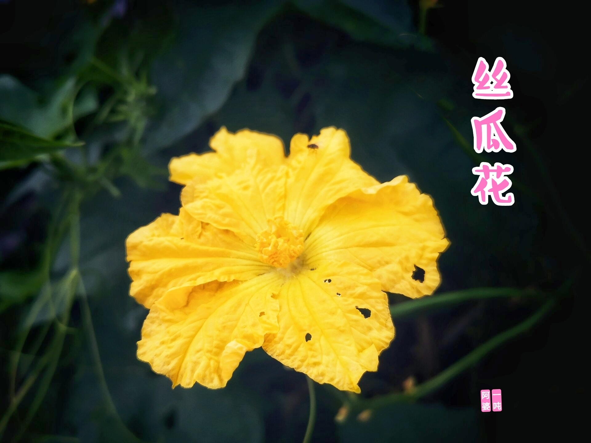 丝瓜花(丝瓜花怎么吃最好)