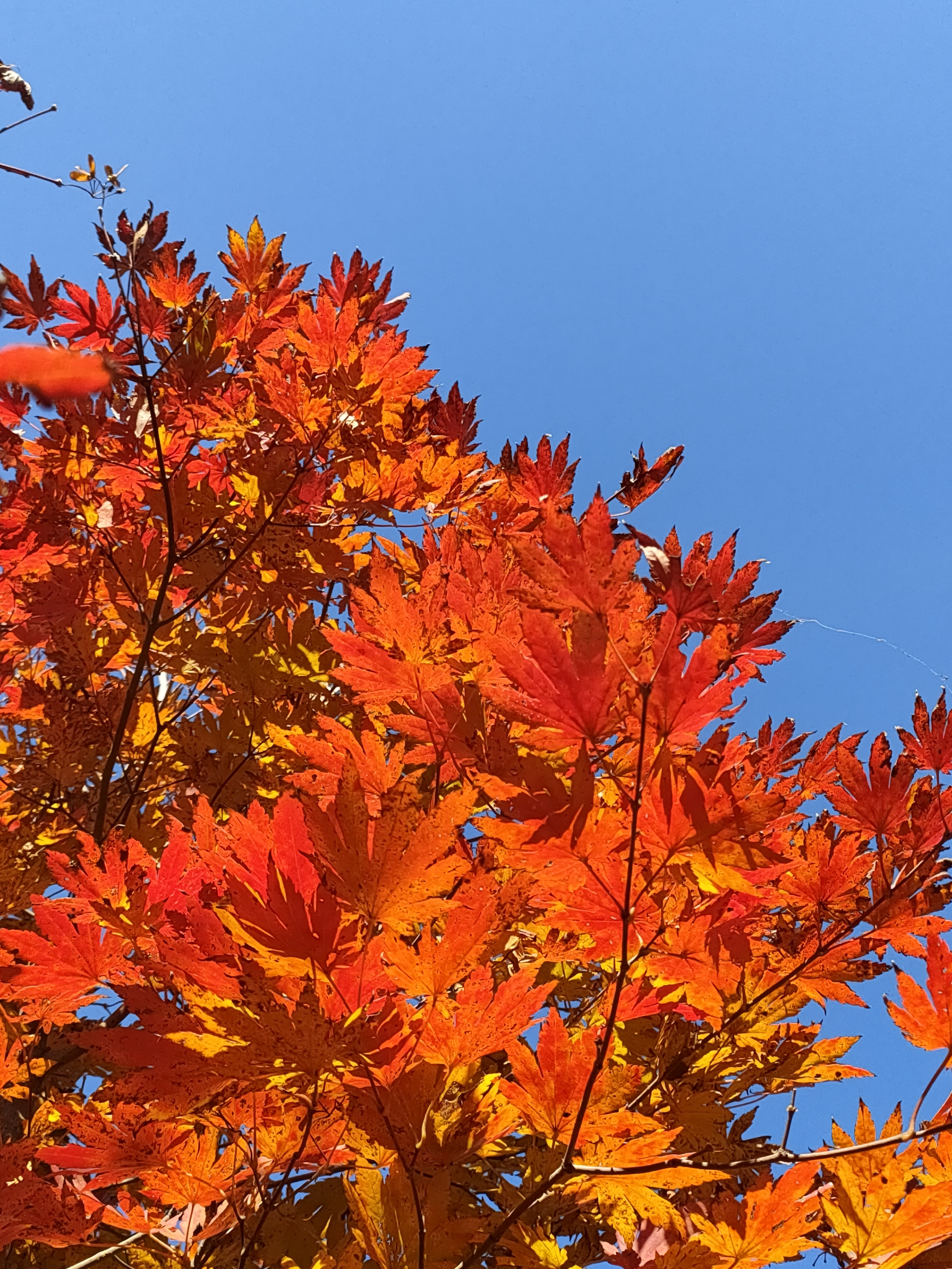 霜染的红枫,醉人的秋!【摄影首发】