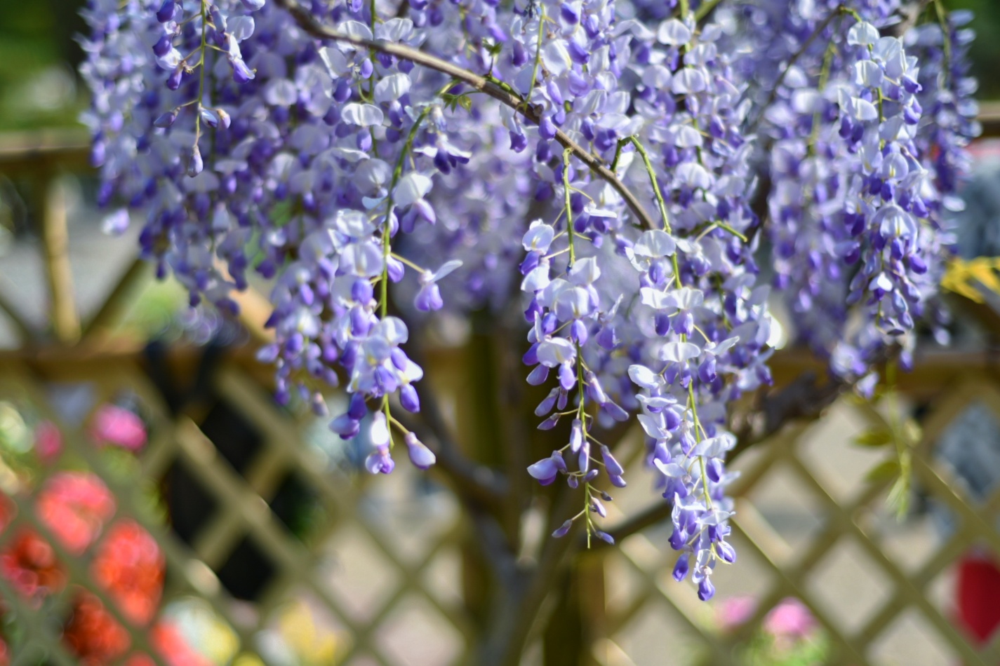 vv首发 摄影:简 紫藤花,串串紫花悬于绿叶藤蔓之间,低垂的花串还会