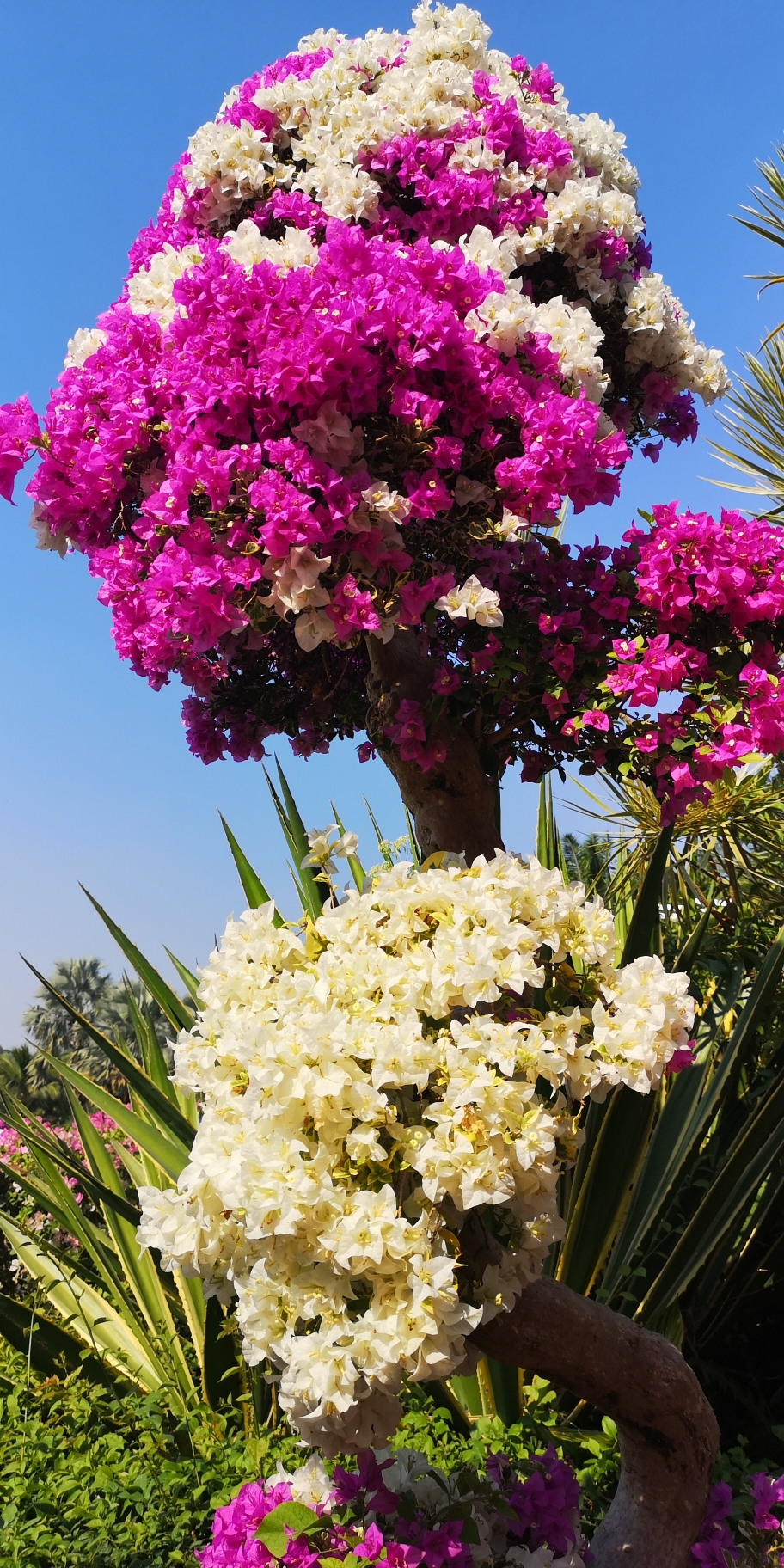 五彩斑斓勒杜鹃