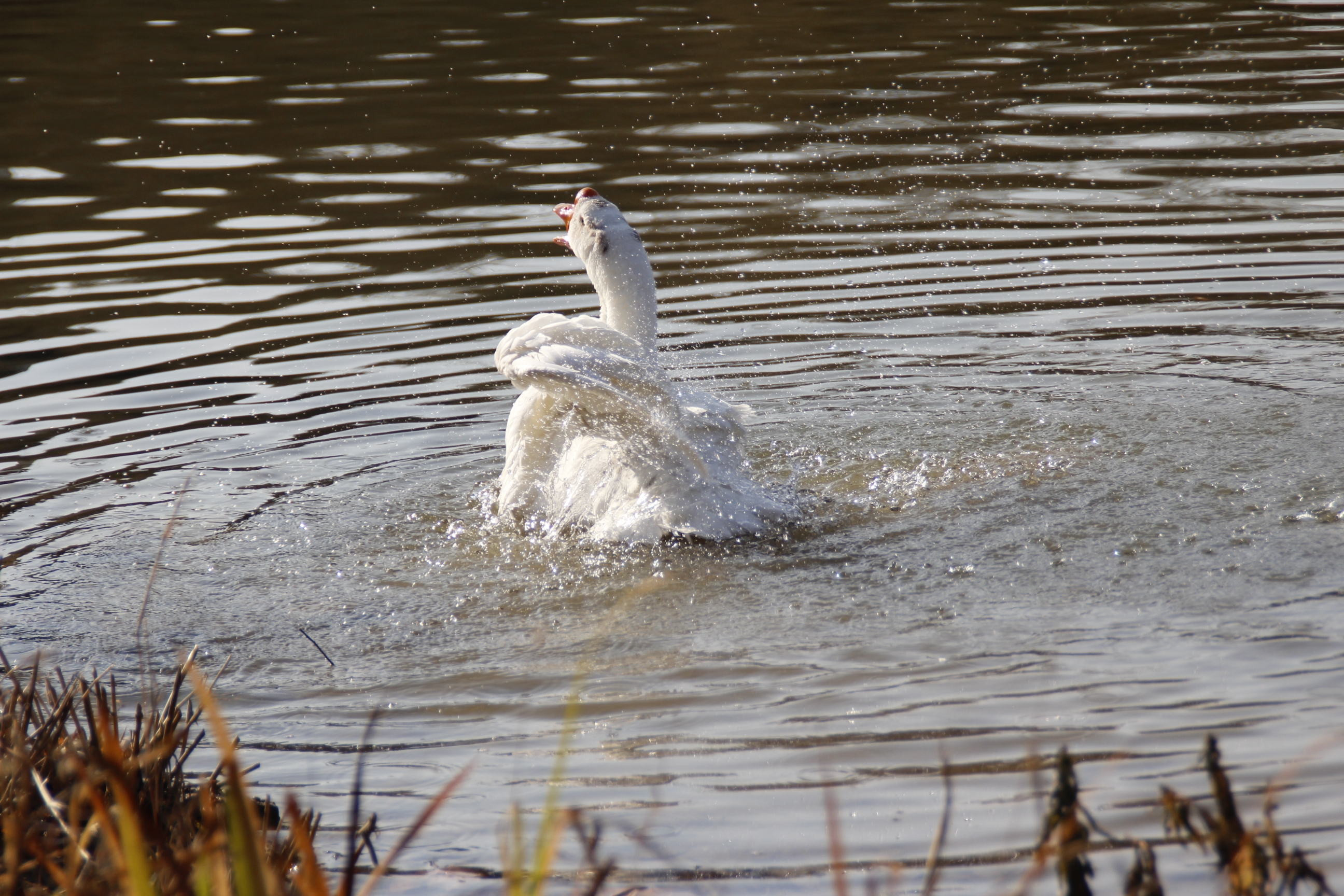 首发戏水的大白鹅