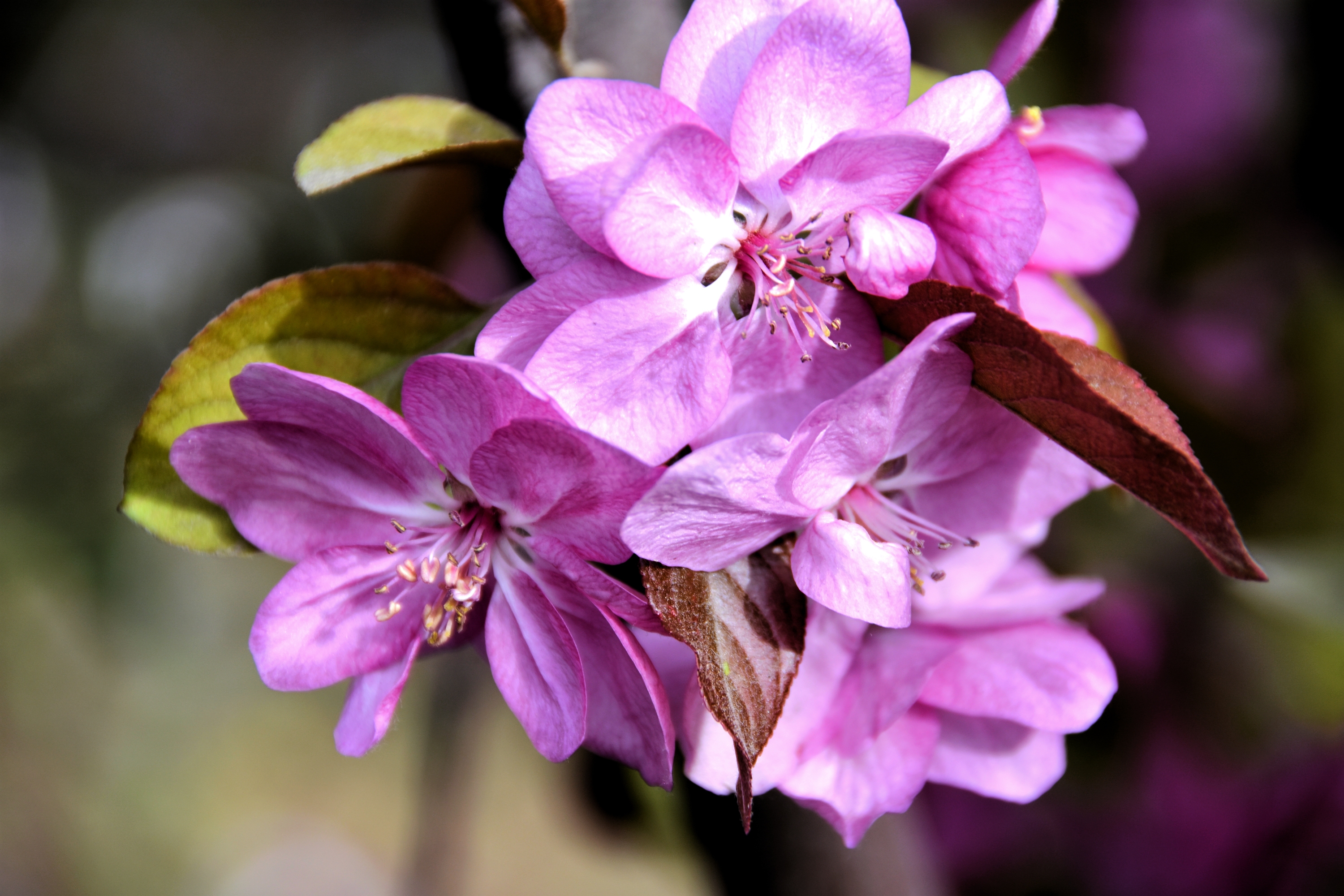 原创首发海棠花在阳光下灿烂宁静向暖