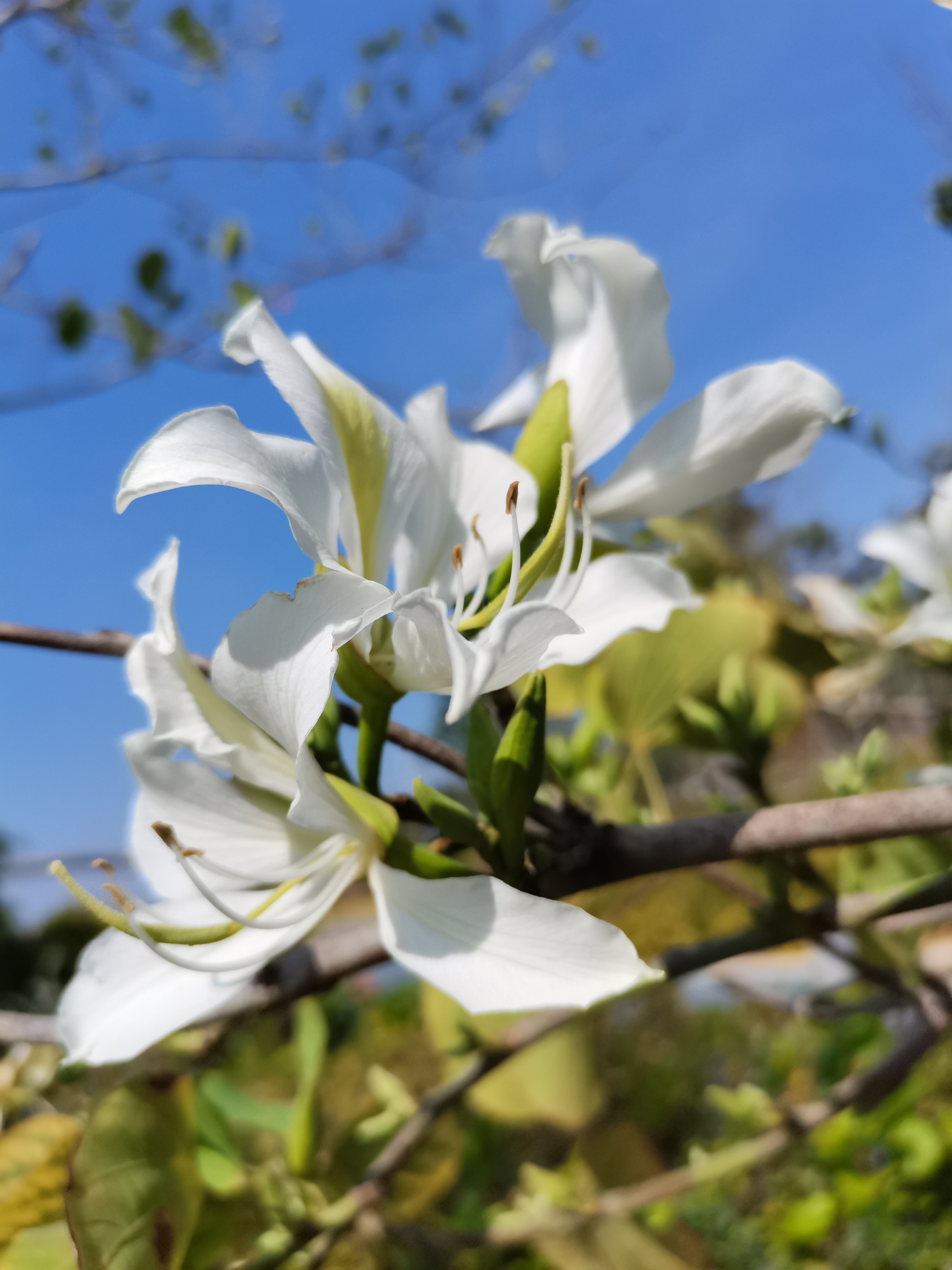 百花齐放