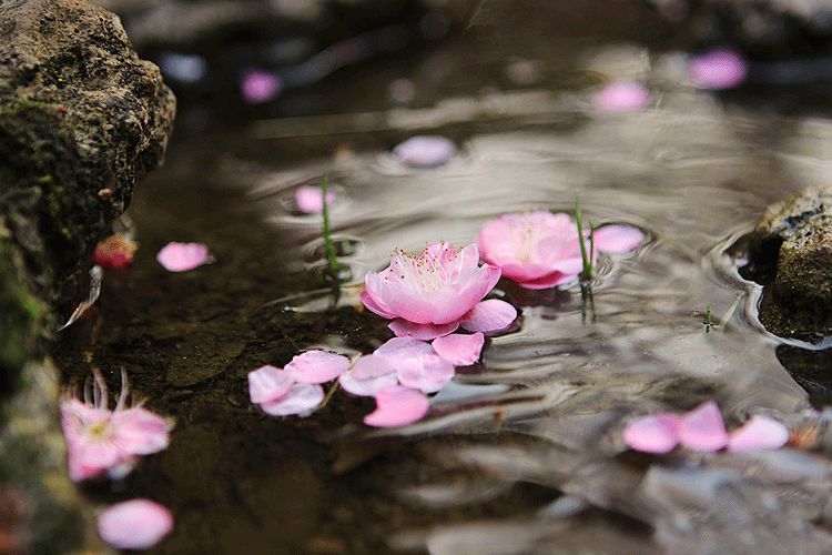 春分丨燕飞犹个个花落已纷纷