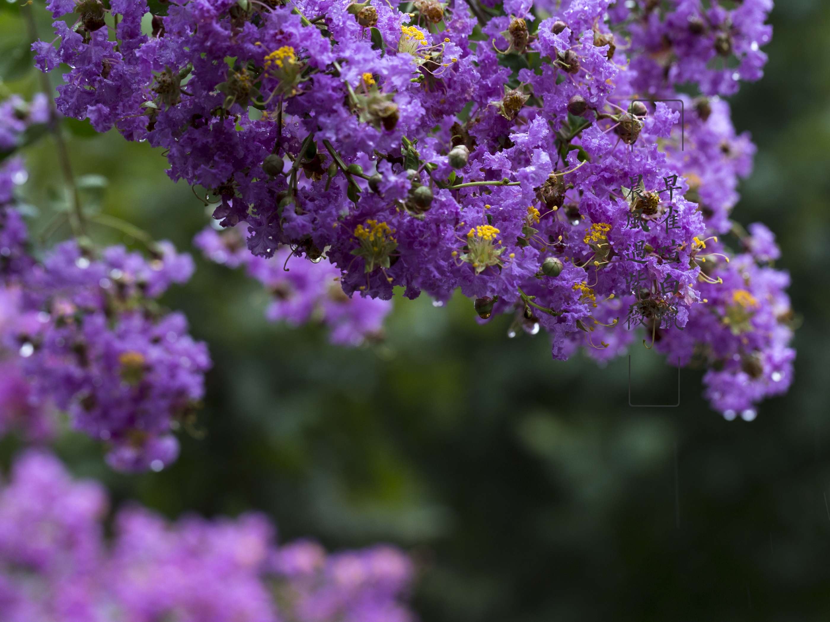 雨中紫薇花(vv首发)