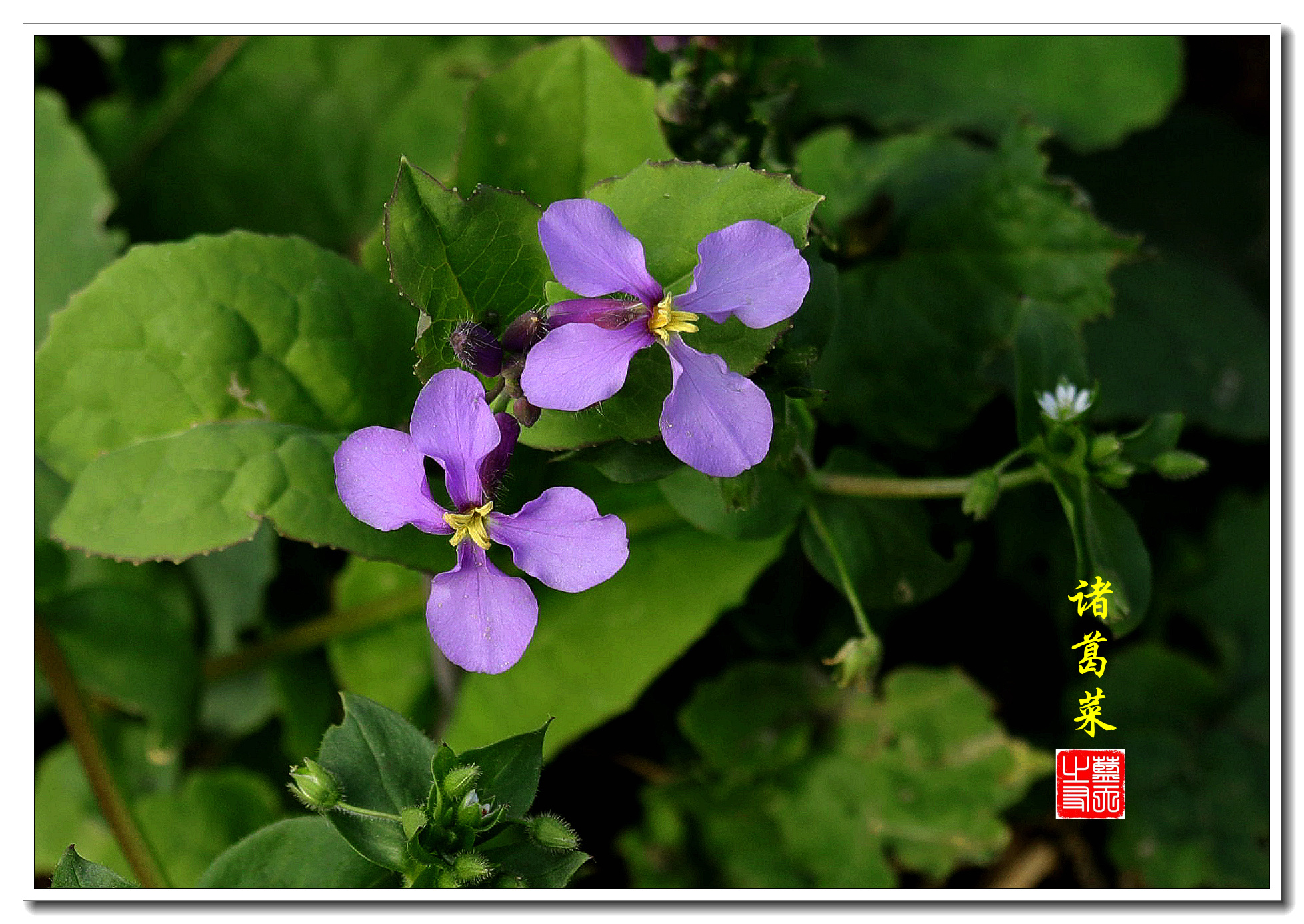 首发诸葛菜