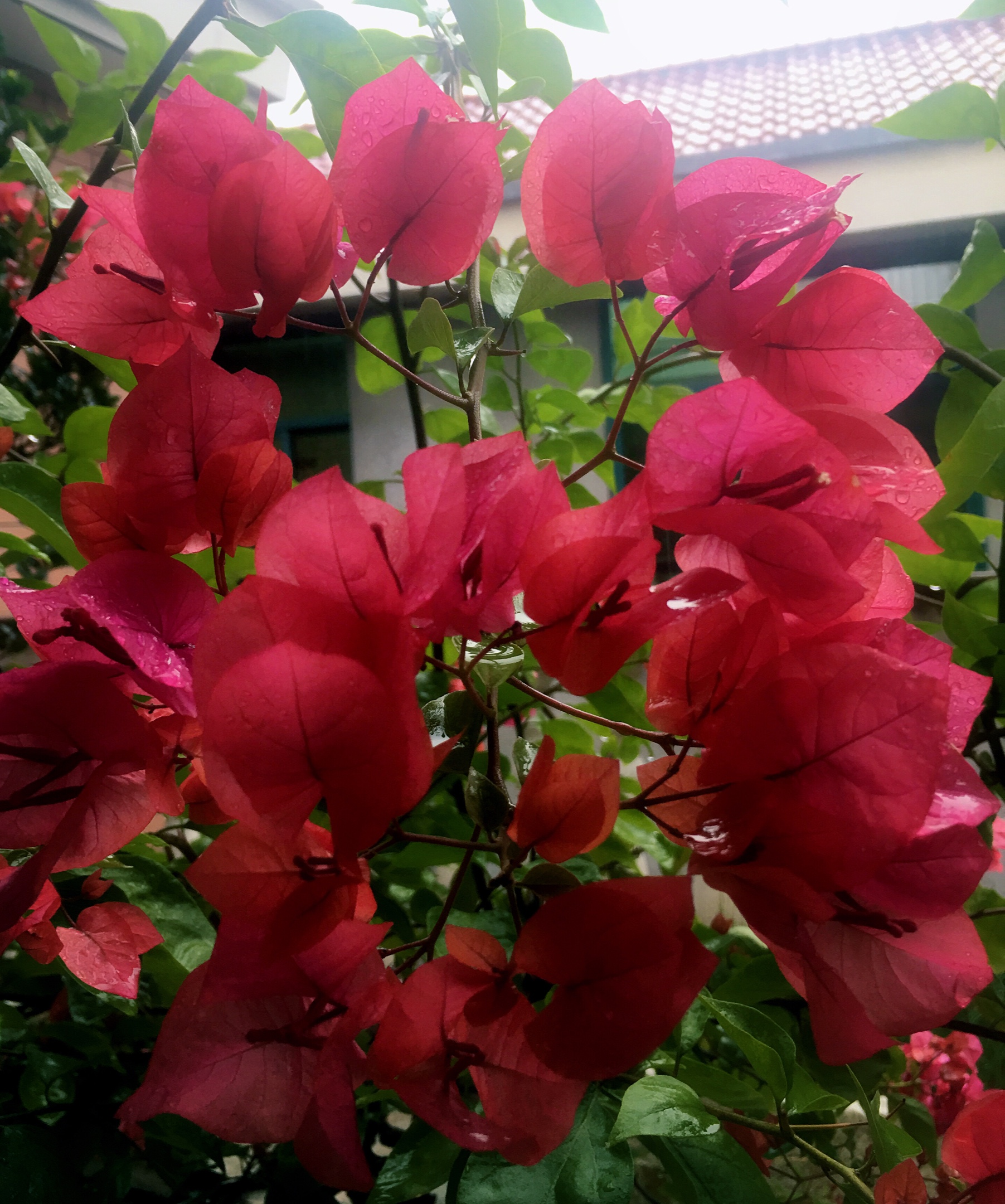 《红艳艳的三角梅》2018年11月3日摄于自家阳台(手机版)