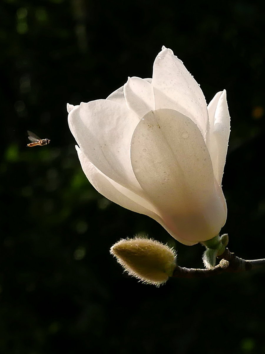 玉骨凌波泥不染,冰心解梦影犹圆. 任凭神笔虽无画,万种风情在人间.