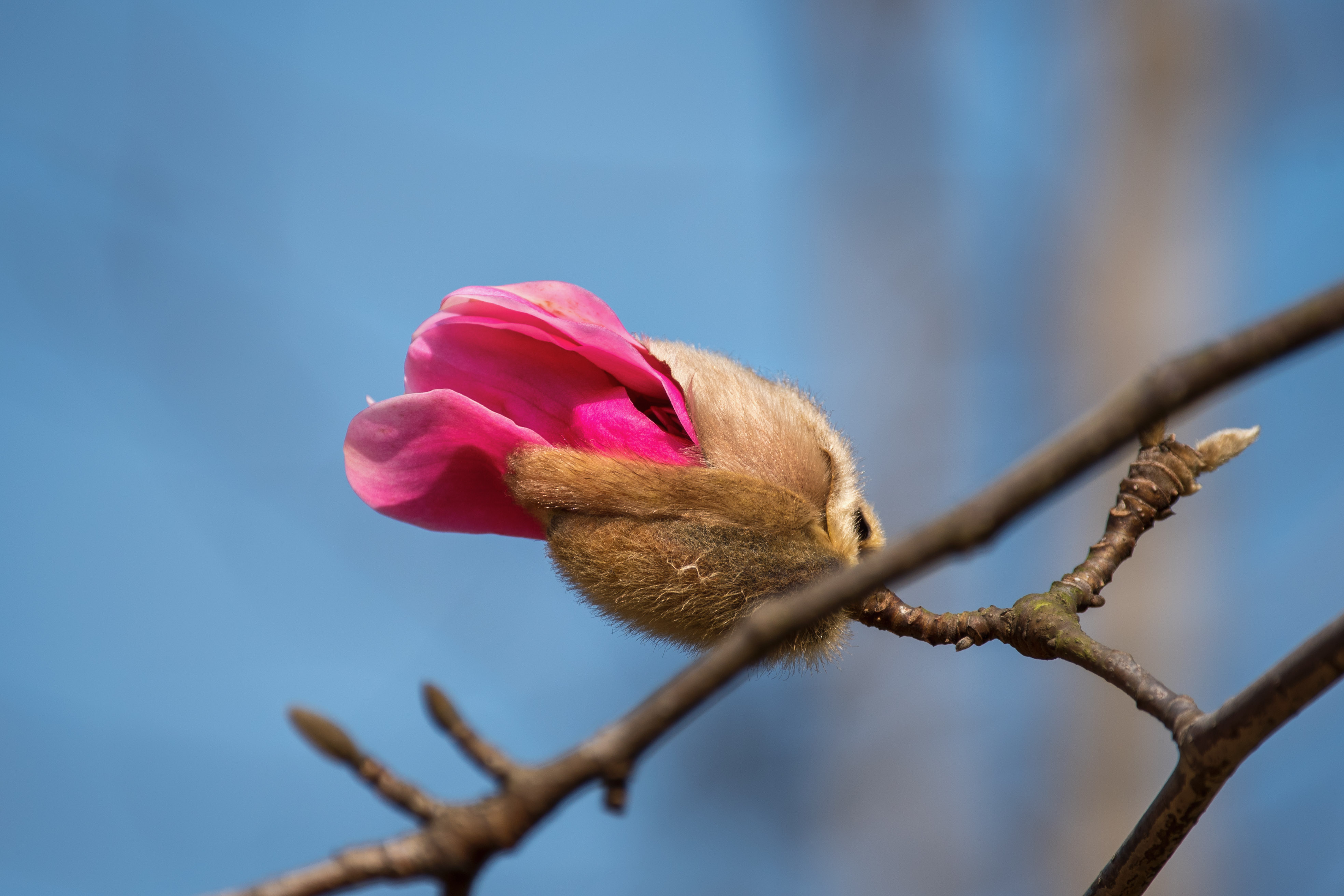 首发天堂粉武当玉兰