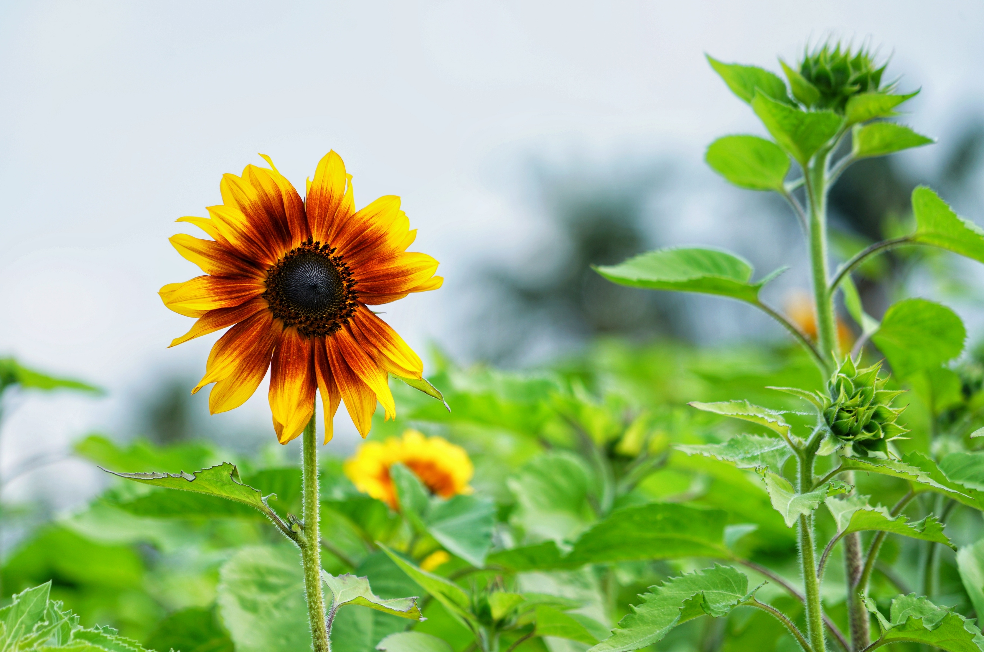 春光沐浴向日葵