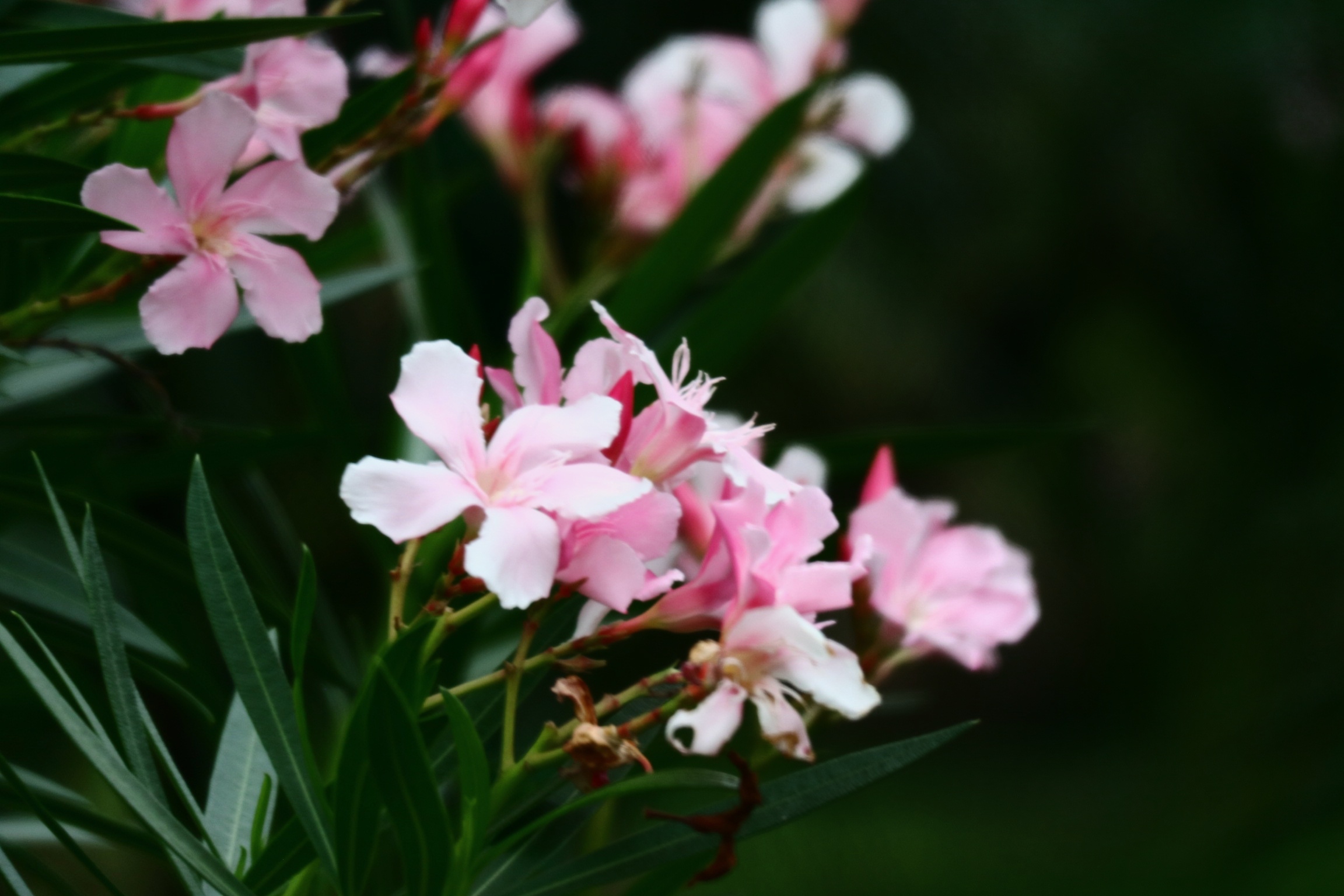 粉粉的夹竹桃首发