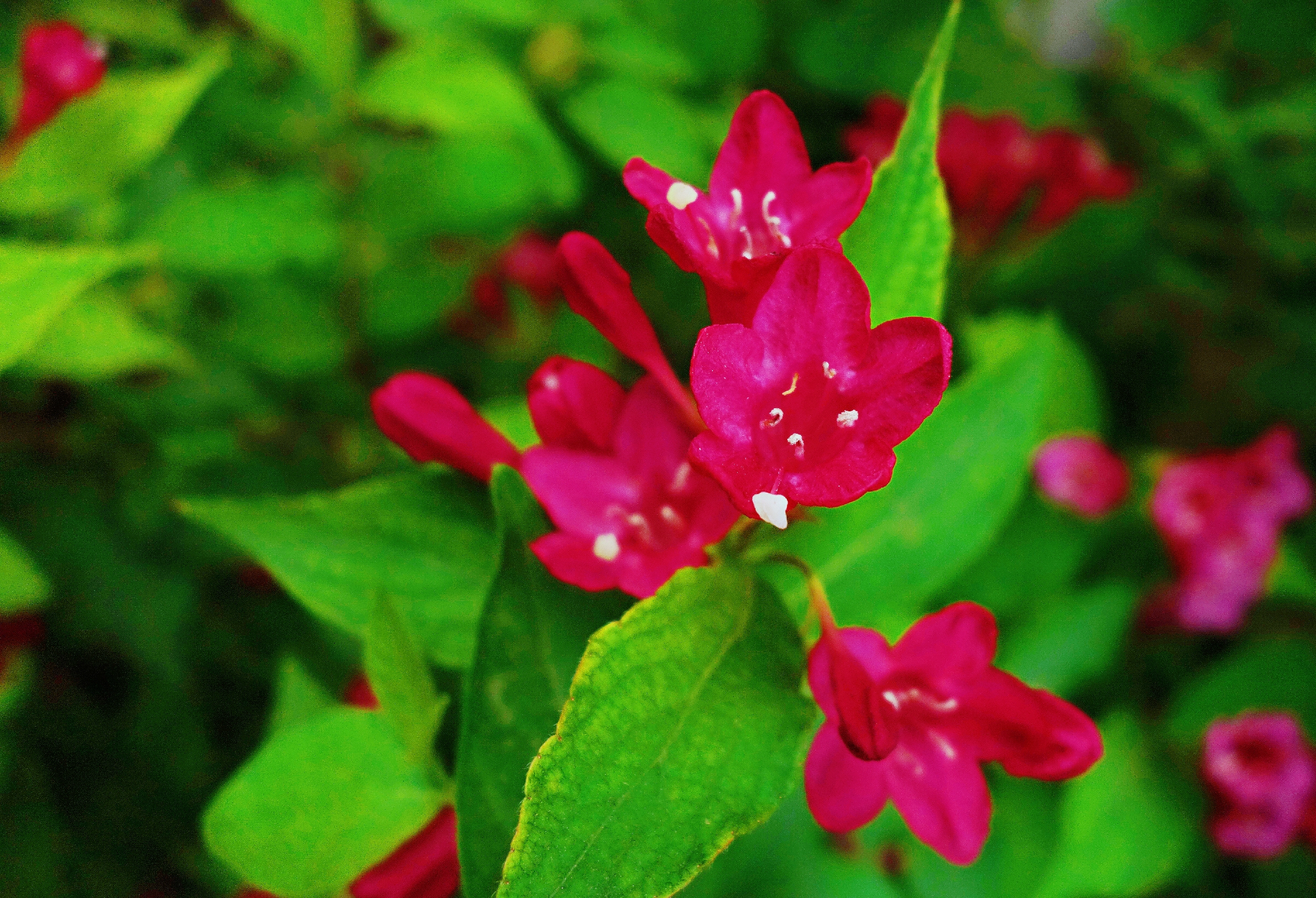 锦带花发芽图片