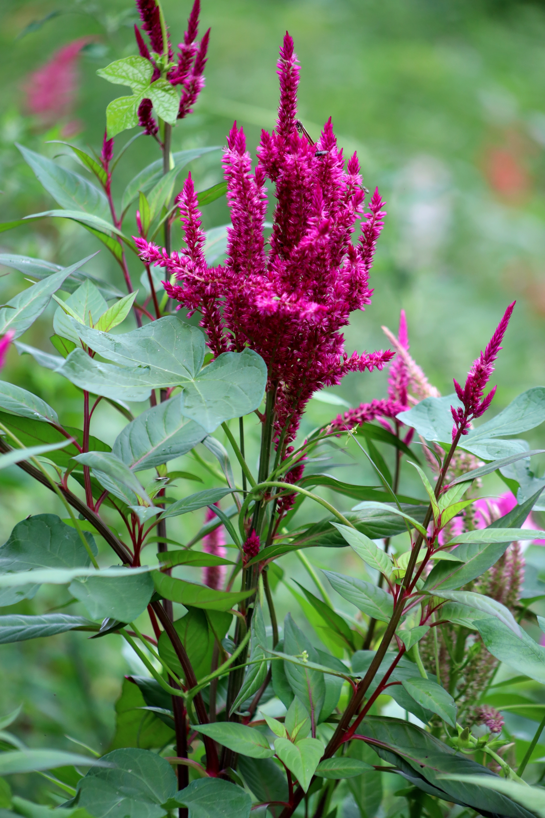 充满爱意的凤尾鸡冠花