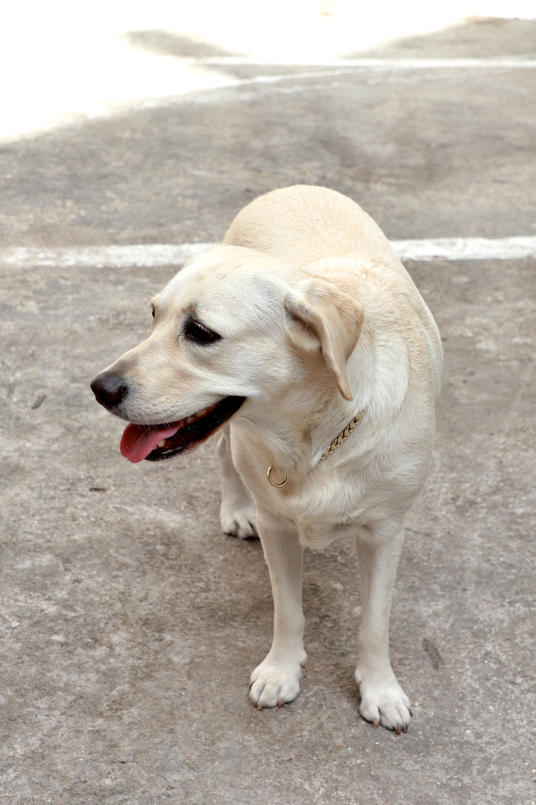 我家的狗狗是游泳健将摄影首发