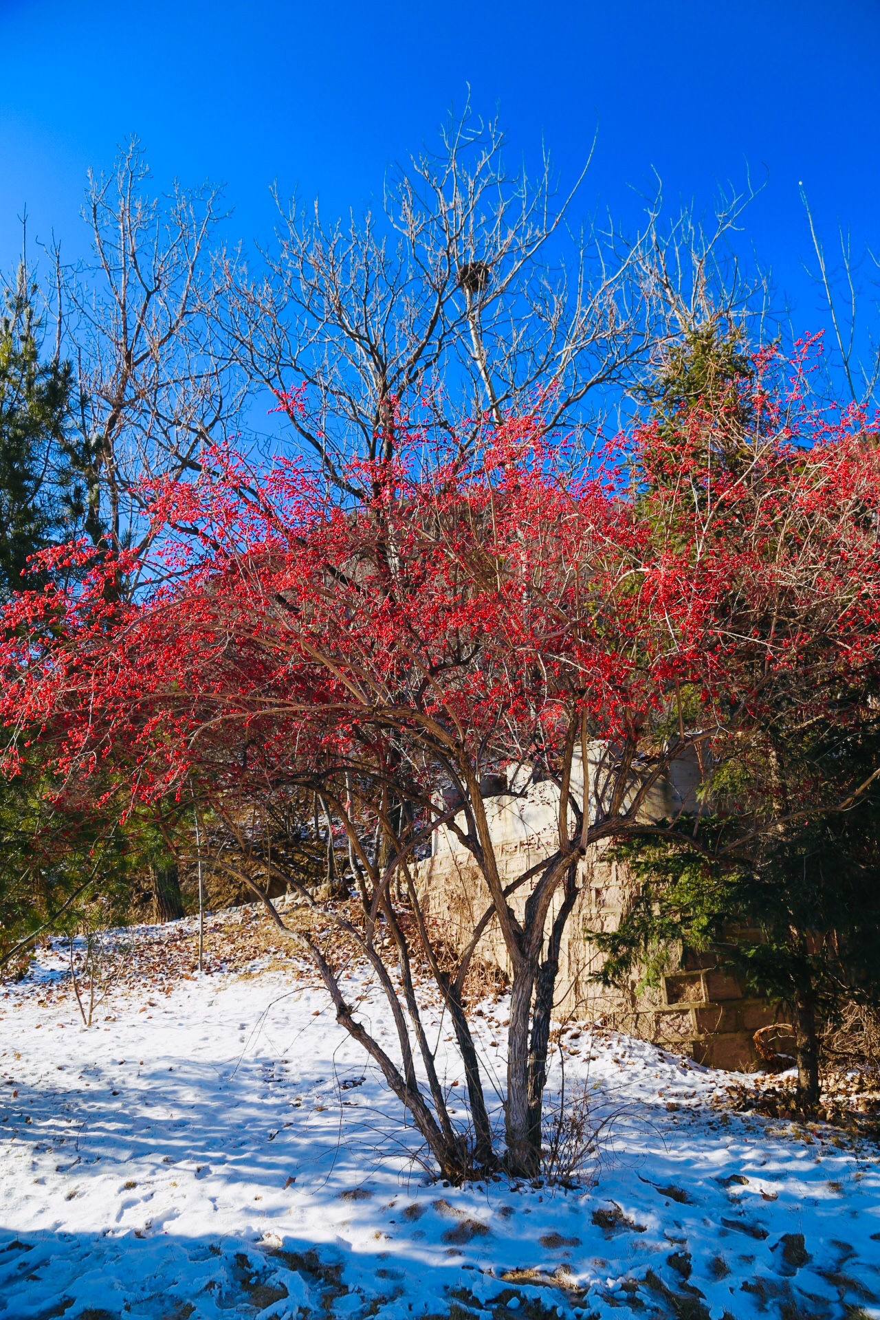 八达岭的头场雪