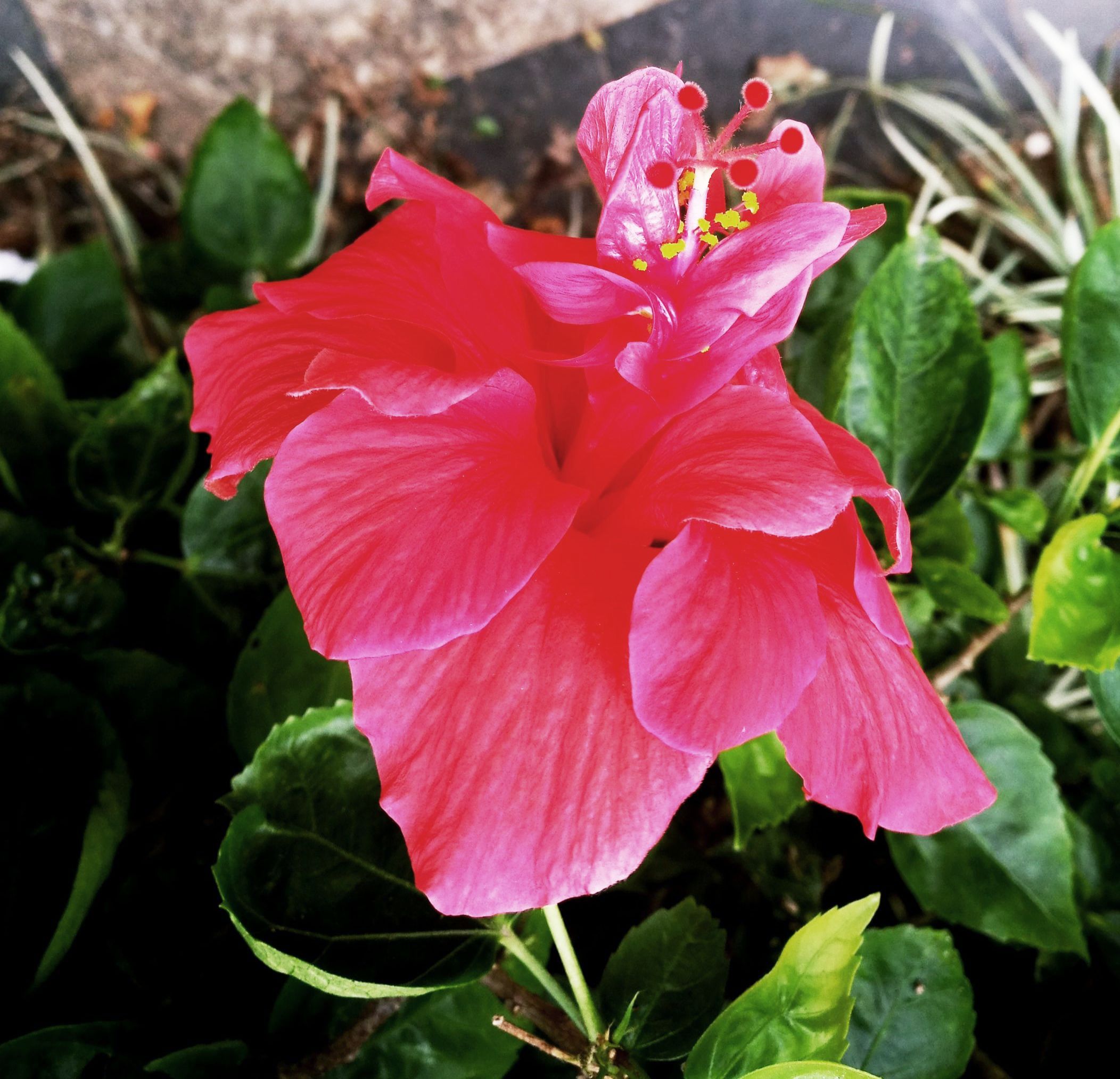 首发火红花贺新年