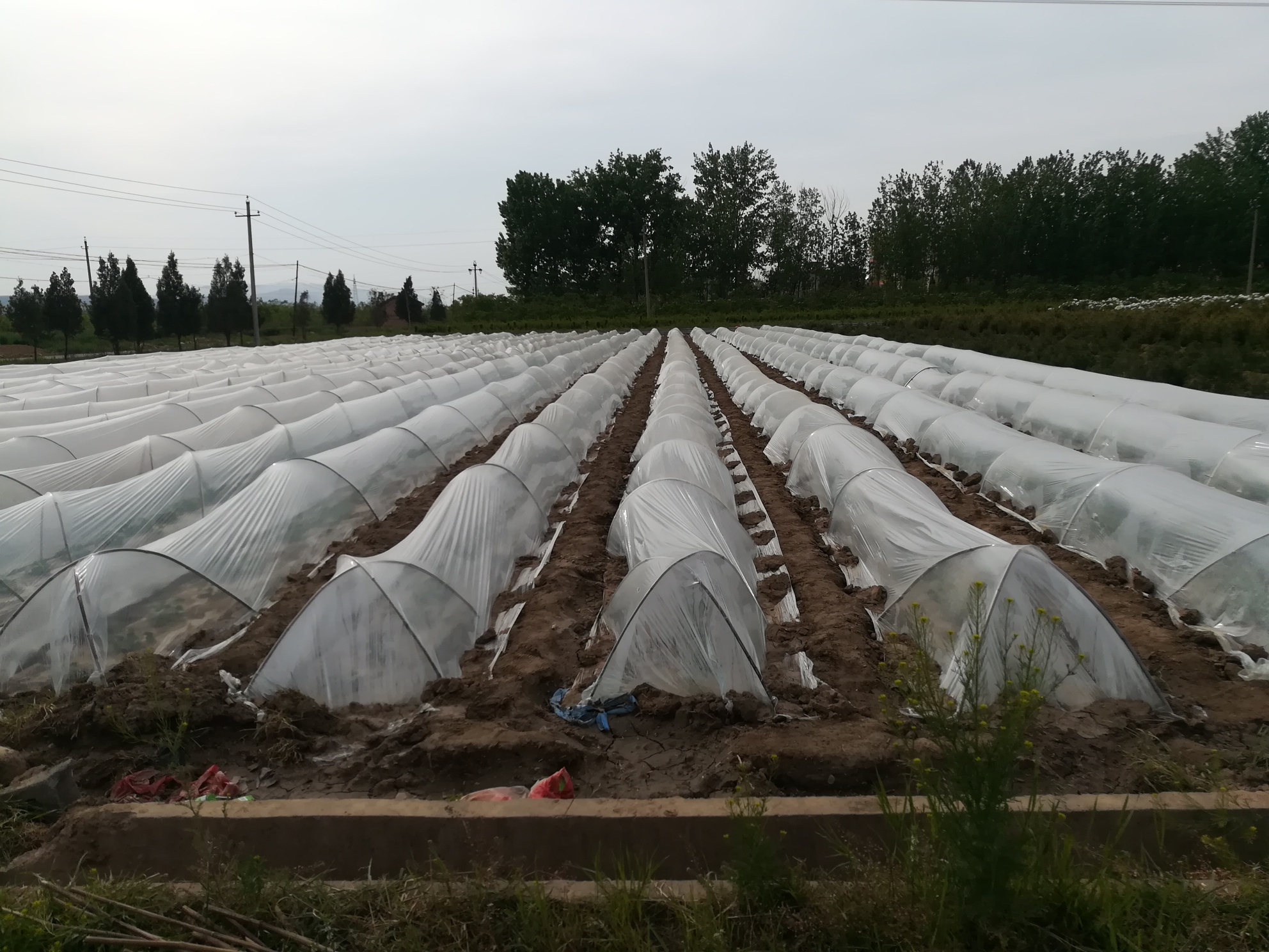 这个地膜里的神秘作物是什么