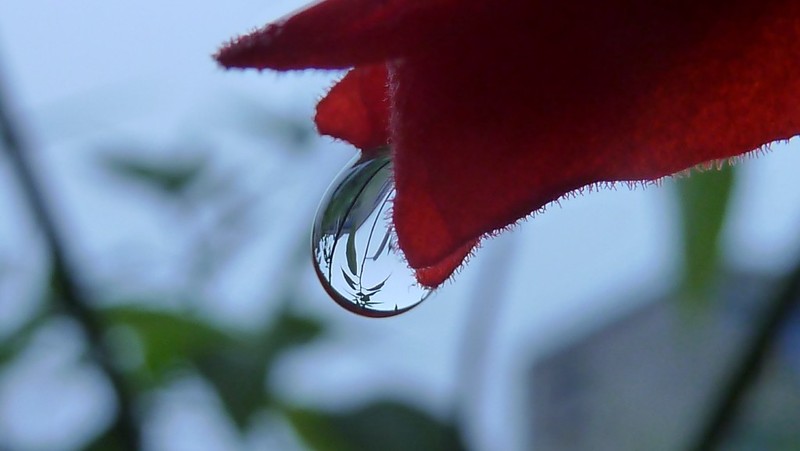 静夜思.相思雨》