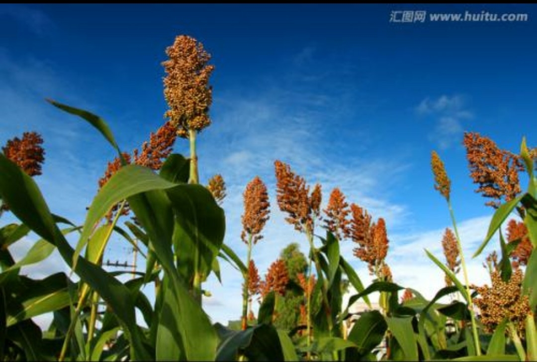 紅高粱——傘兵