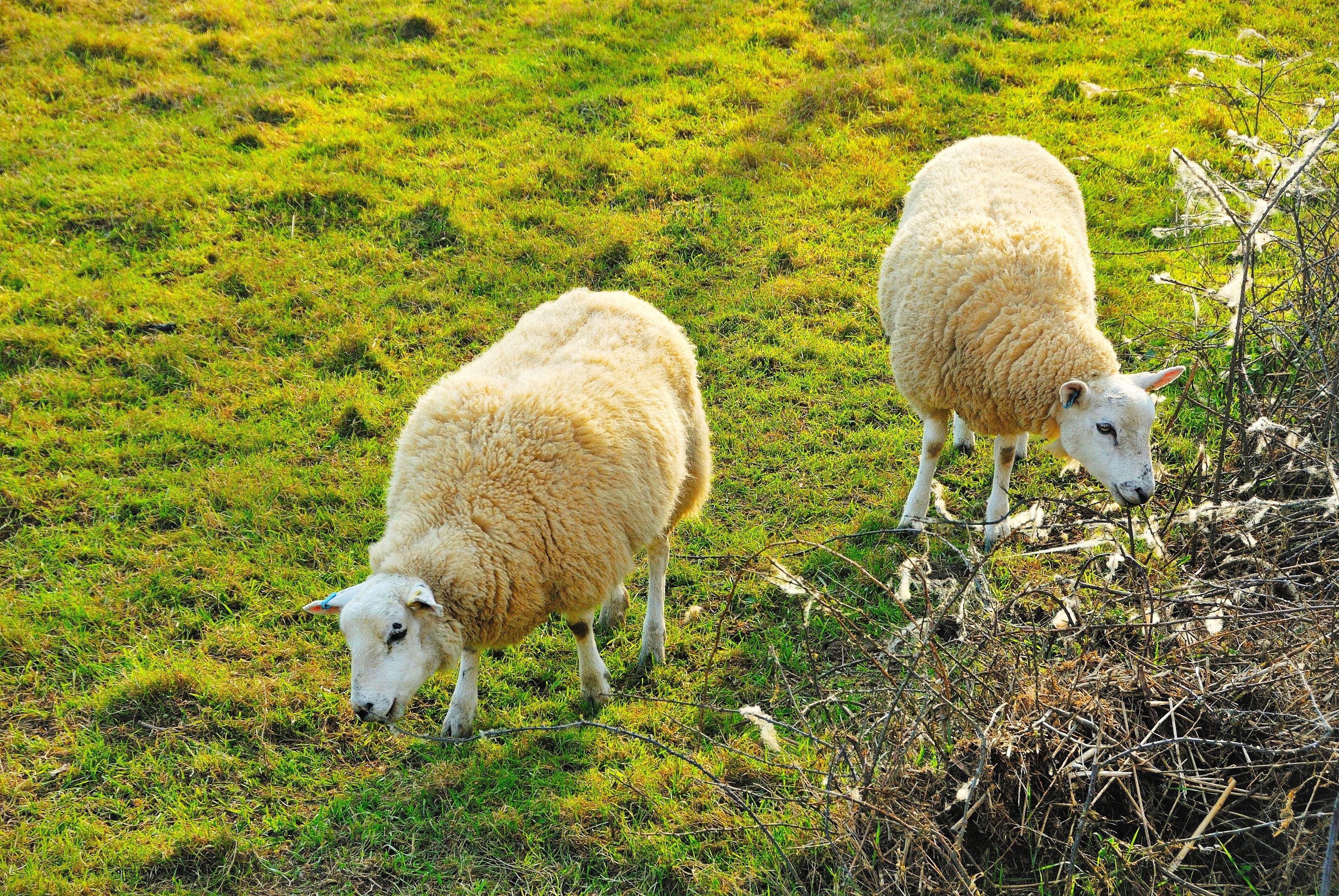 田野里,马儿在遛达,羊儿在吃草,人们也在散着步.美丽的风景近在咫尺.