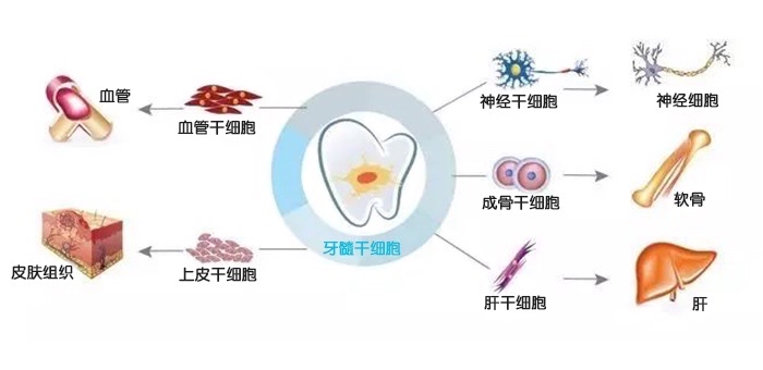 科学家提取干细胞培育出人类再生牙齿