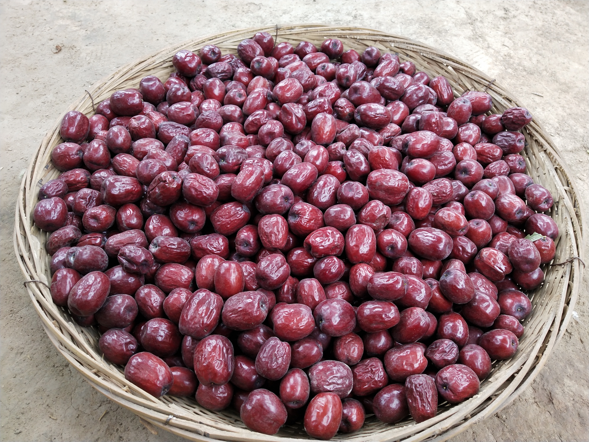 稷山板枣收获了