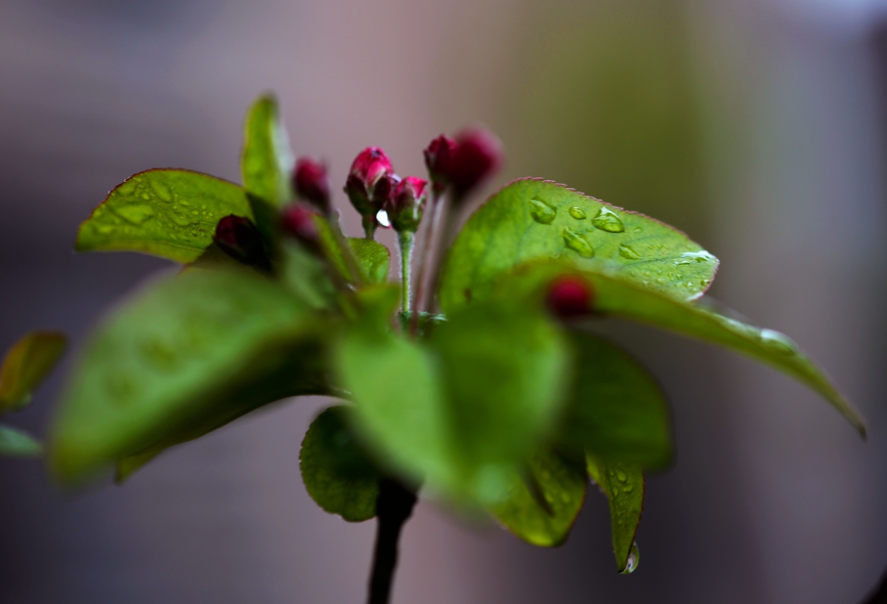 雨中小花