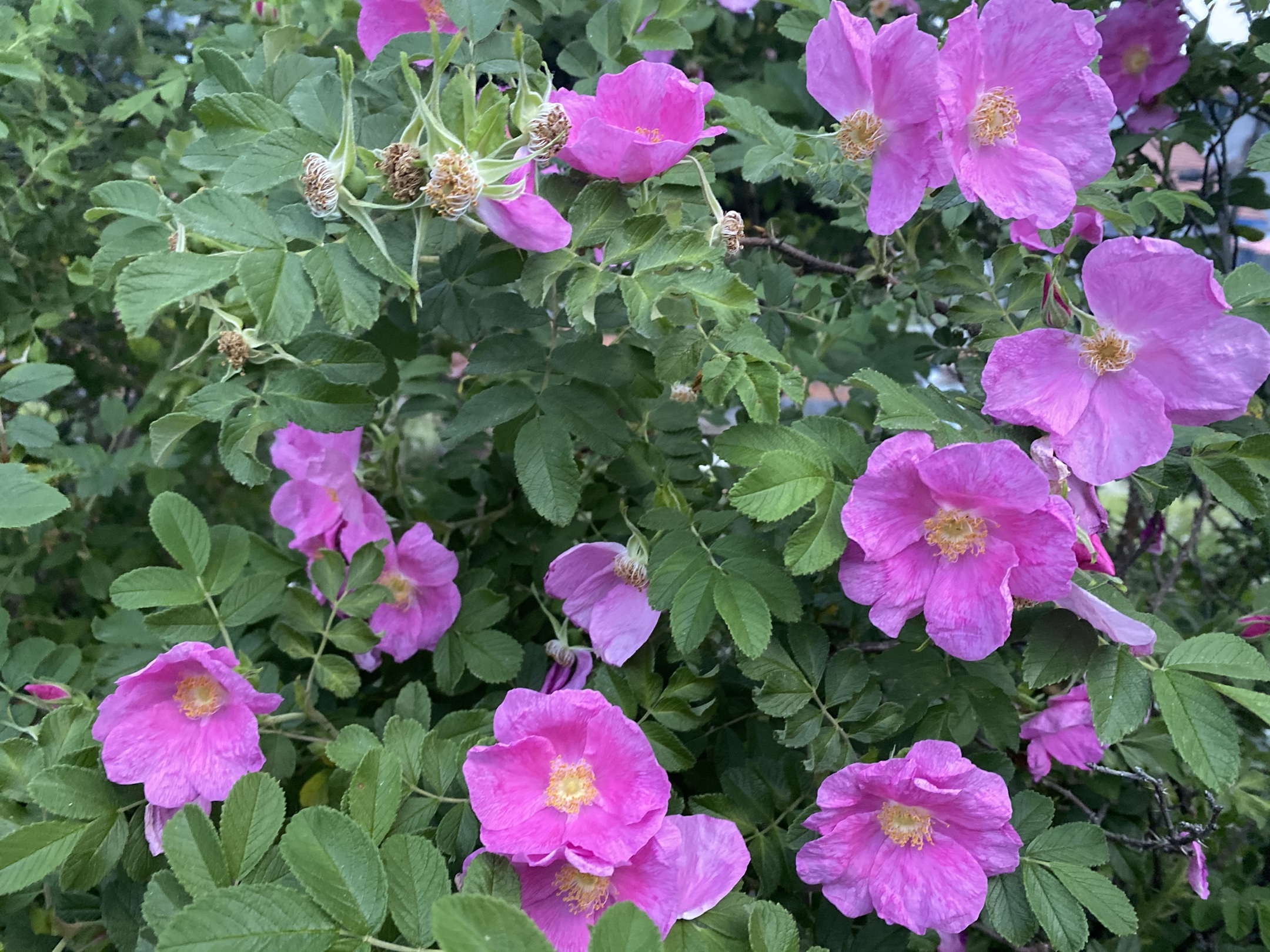 野生玫瑰花原生图片