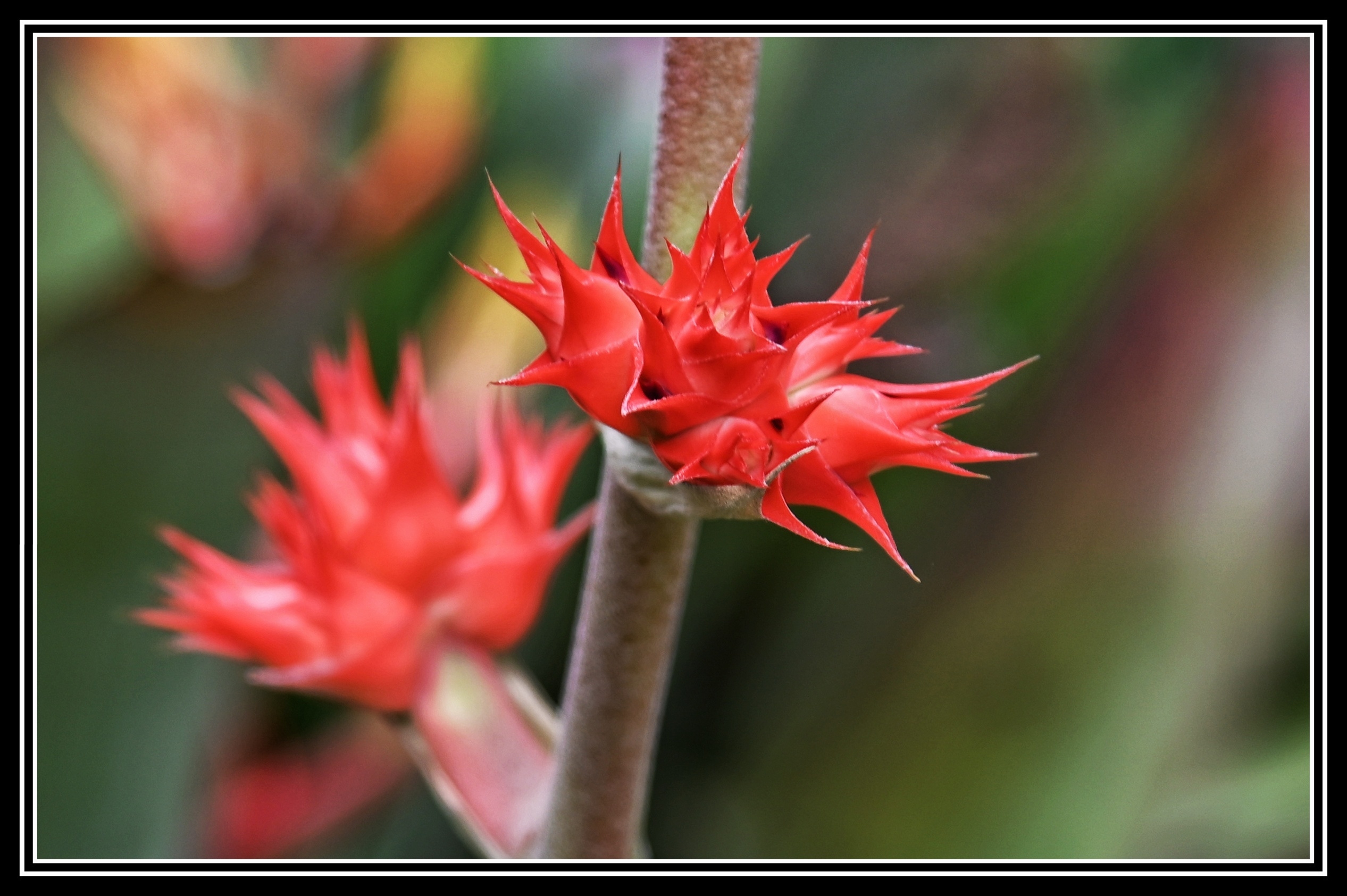 热带植物种类繁多,比如有椰子,槟榔,凤梨,蝴蝶兰,海芋,竹芋