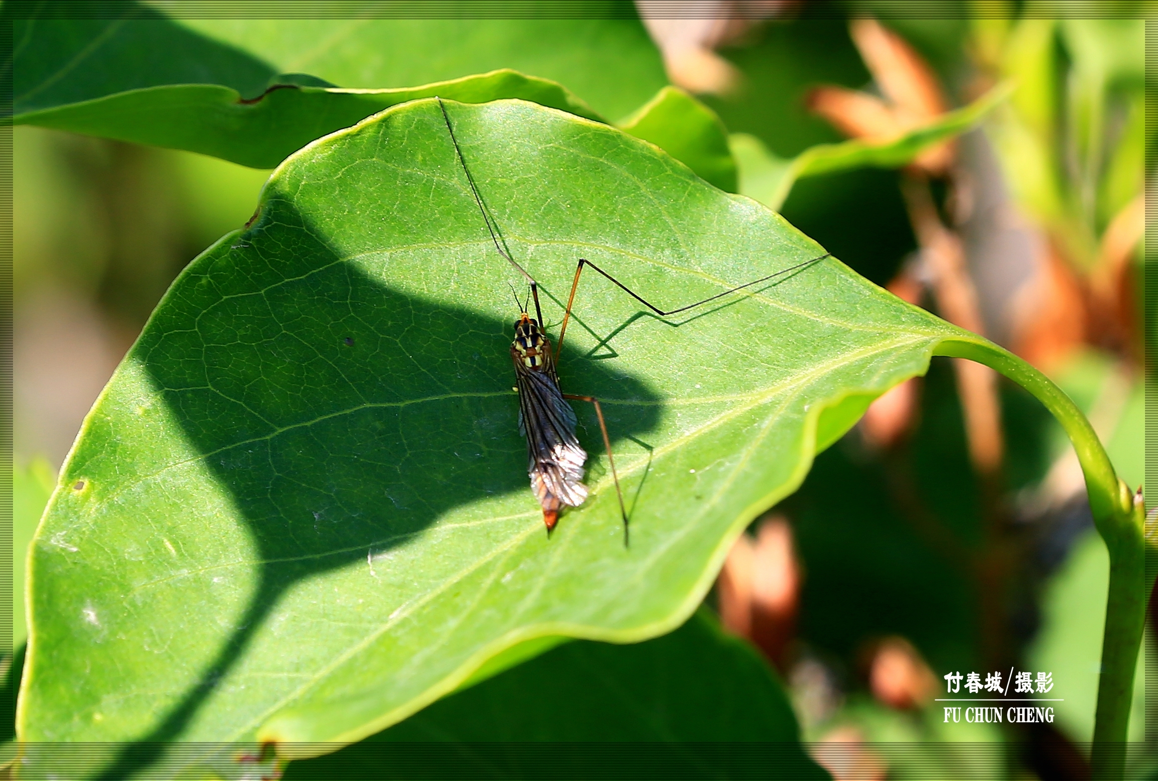 原创首发昆虫摄影之十五蚊蛉