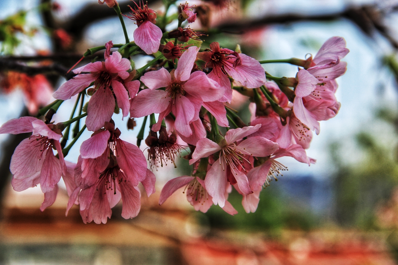 樱花与爱情 (泉州海丝樱花园拍摄花絮)